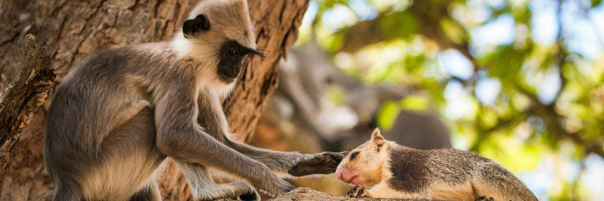 Des singes adoptent parfois d’autres animaux, et ces cas sont étonn...