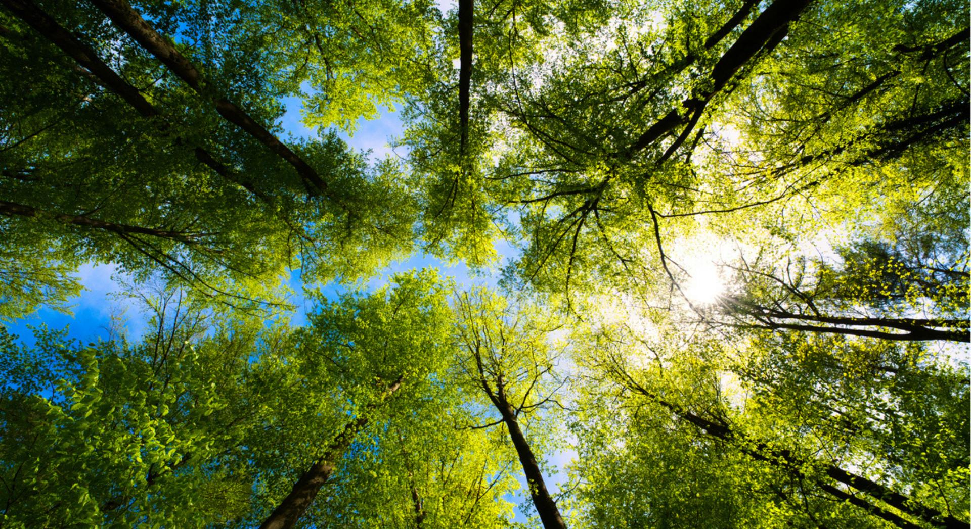 Quand un arbre meurt, il envoie une dernière vague de carbone à ses voisins : on vient de comprendre pourquoi