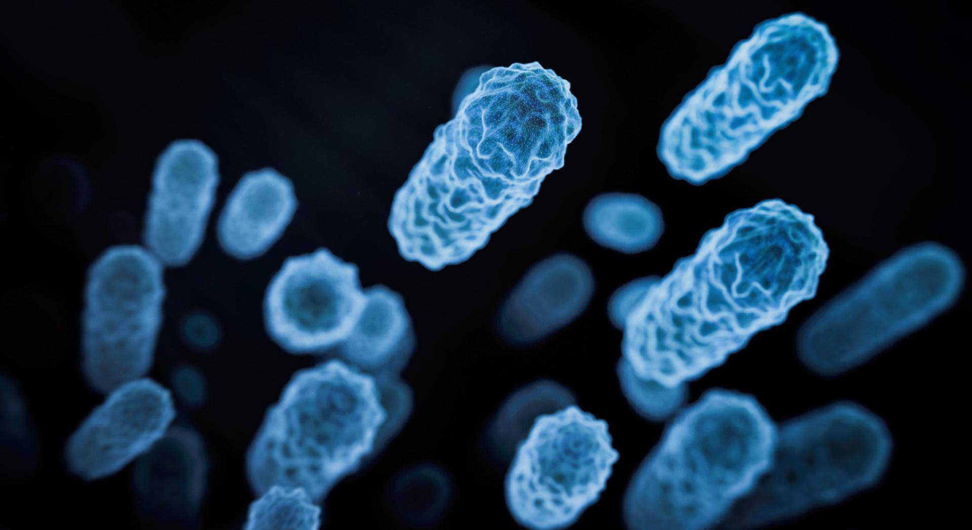 Une simple bactérie intestinale pourrait aider à conserver votre perte de poids, selon une étude