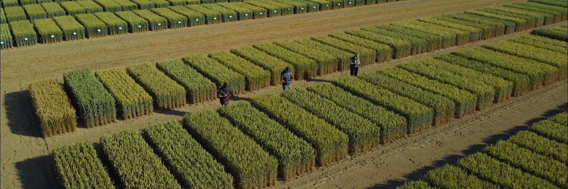 Blé, orge, maïs : quelles variétés de céréales choisir quand le climat devient imprévisible ? La science répond