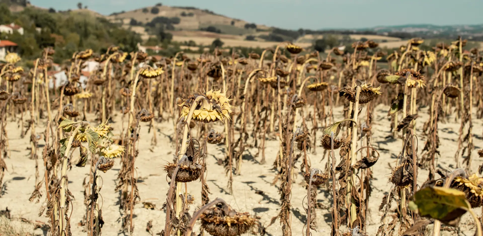 « Si on veut bien s’y mettre enfin ! » : l’appel à agir avant que l’agriculture française ne bascule