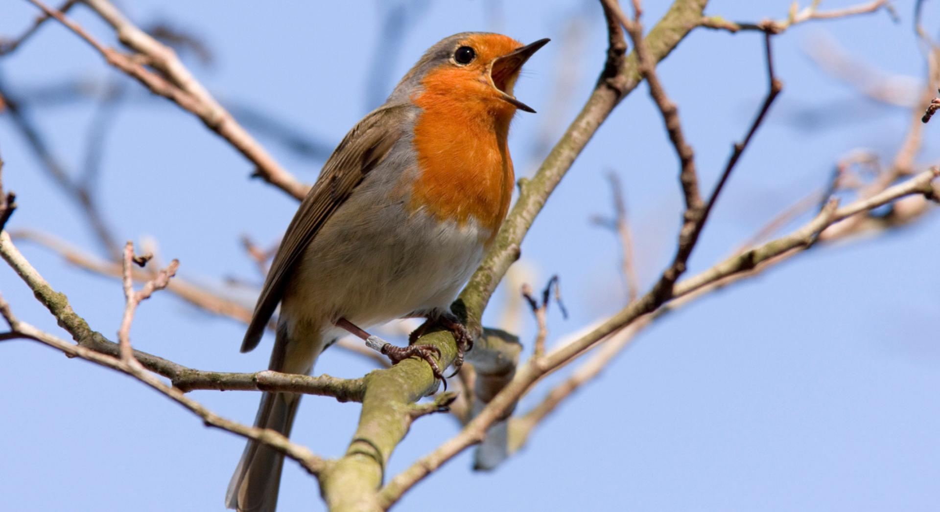 Derrière la diversité infinie des chants d'oiseaux se cacherait un code étonnamment simple