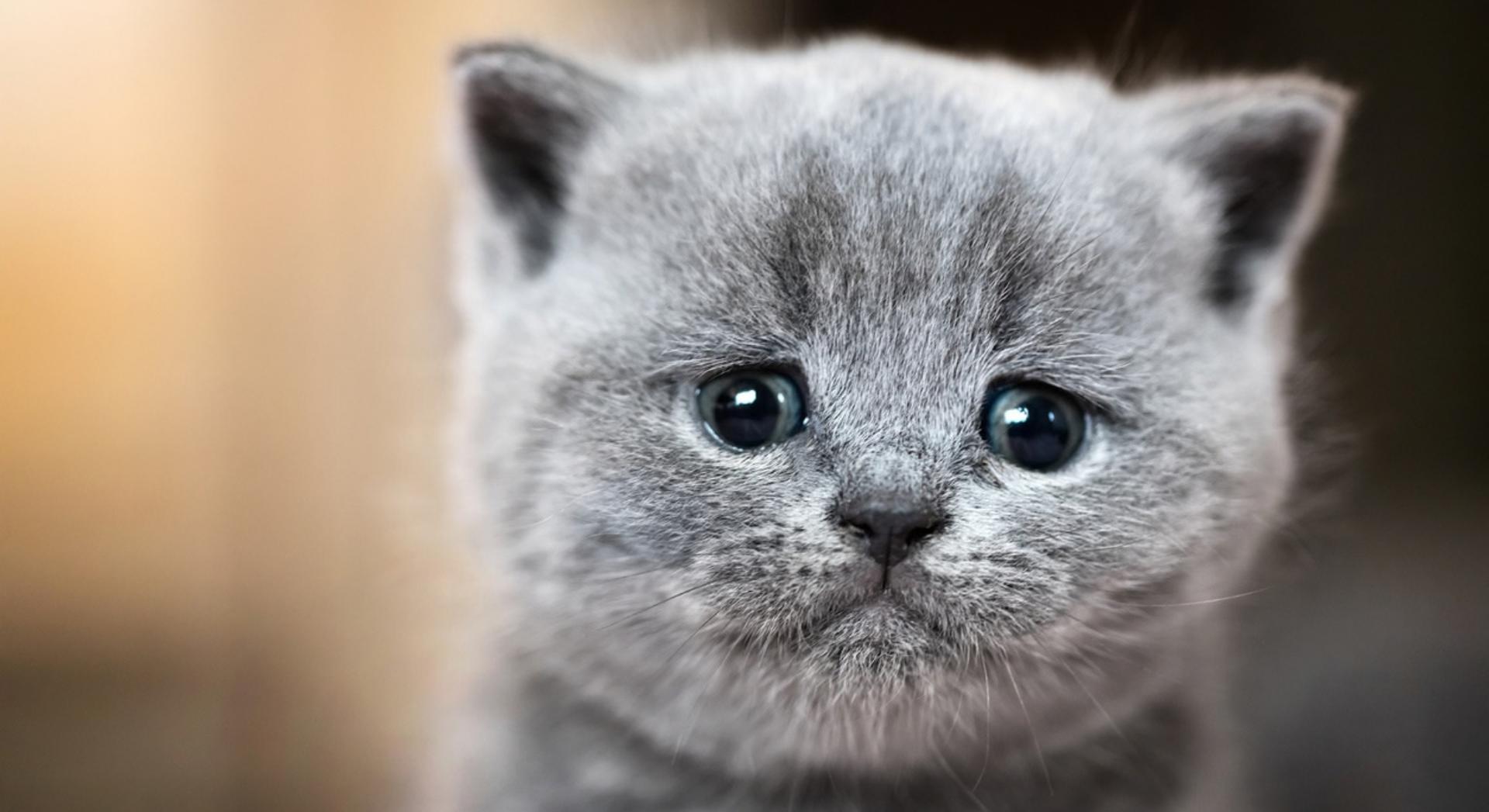 Pouvez- vous vraiment briser la confiance de votre chat ?