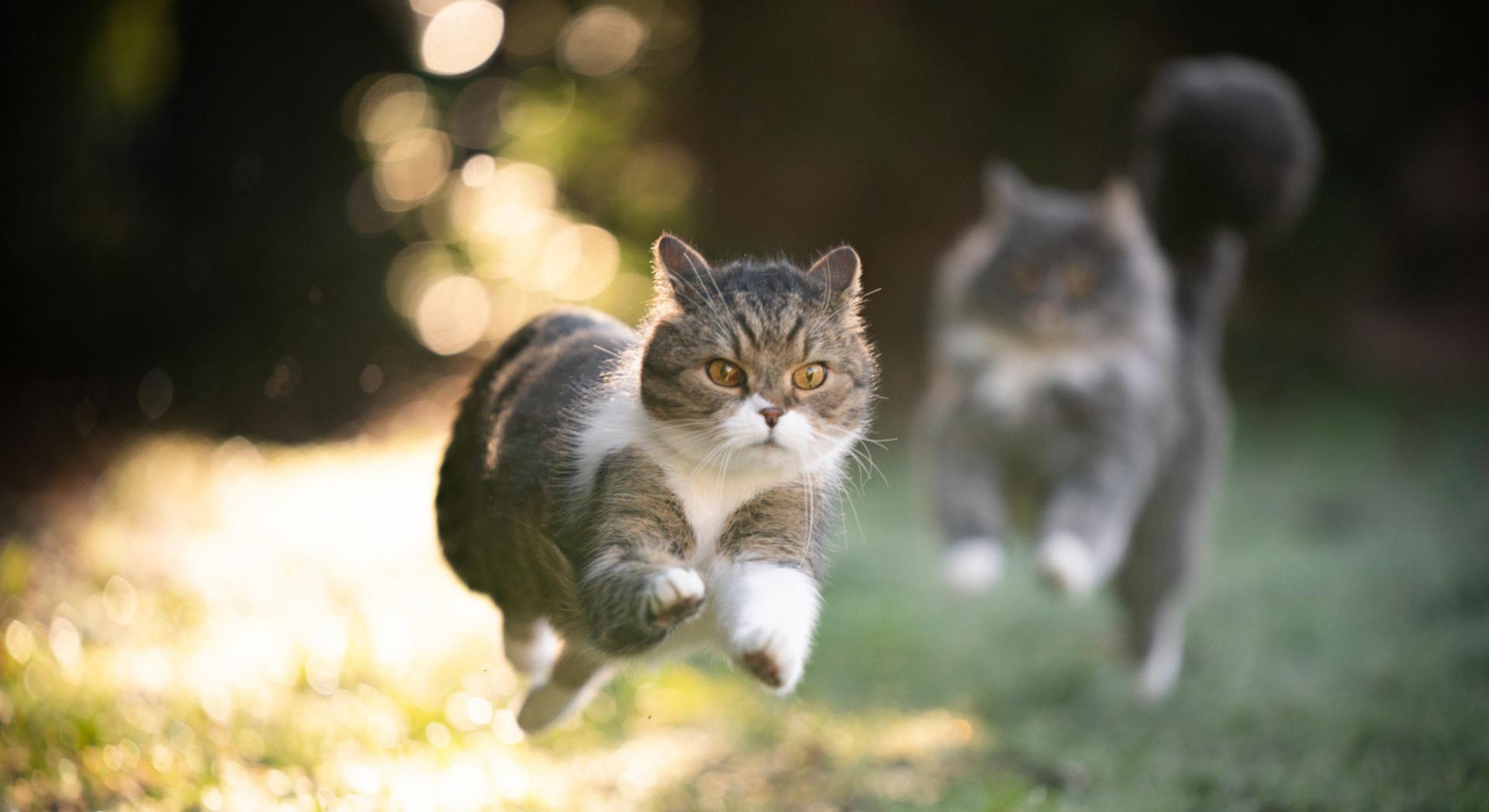 Votre chat court-il aussi vite qu'Usain Bolt ? Voici sa vitesse de pointe réelle