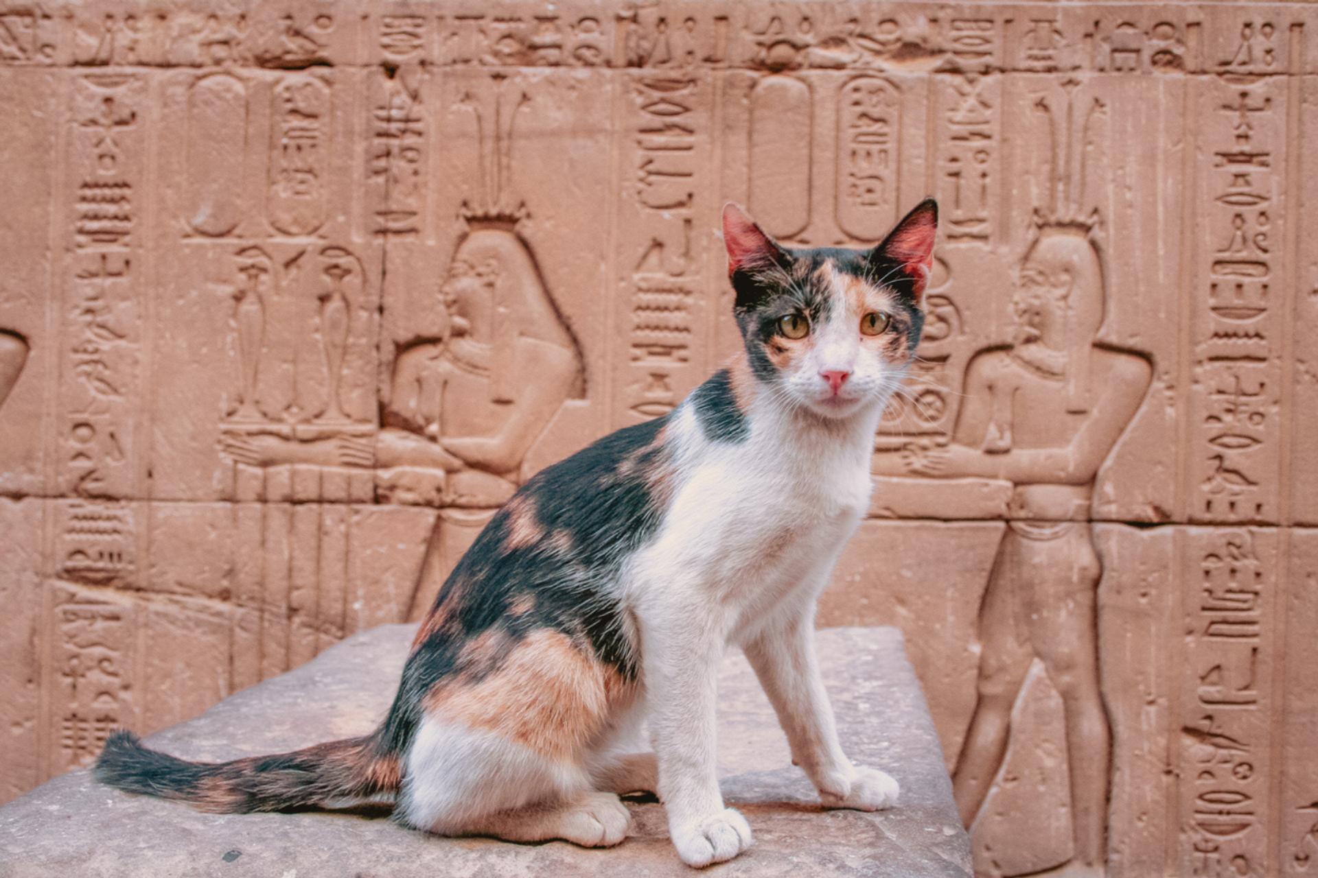Pourquoi le chat était-il vénéré dans l'Égypte antique ?, image size:1920x1280