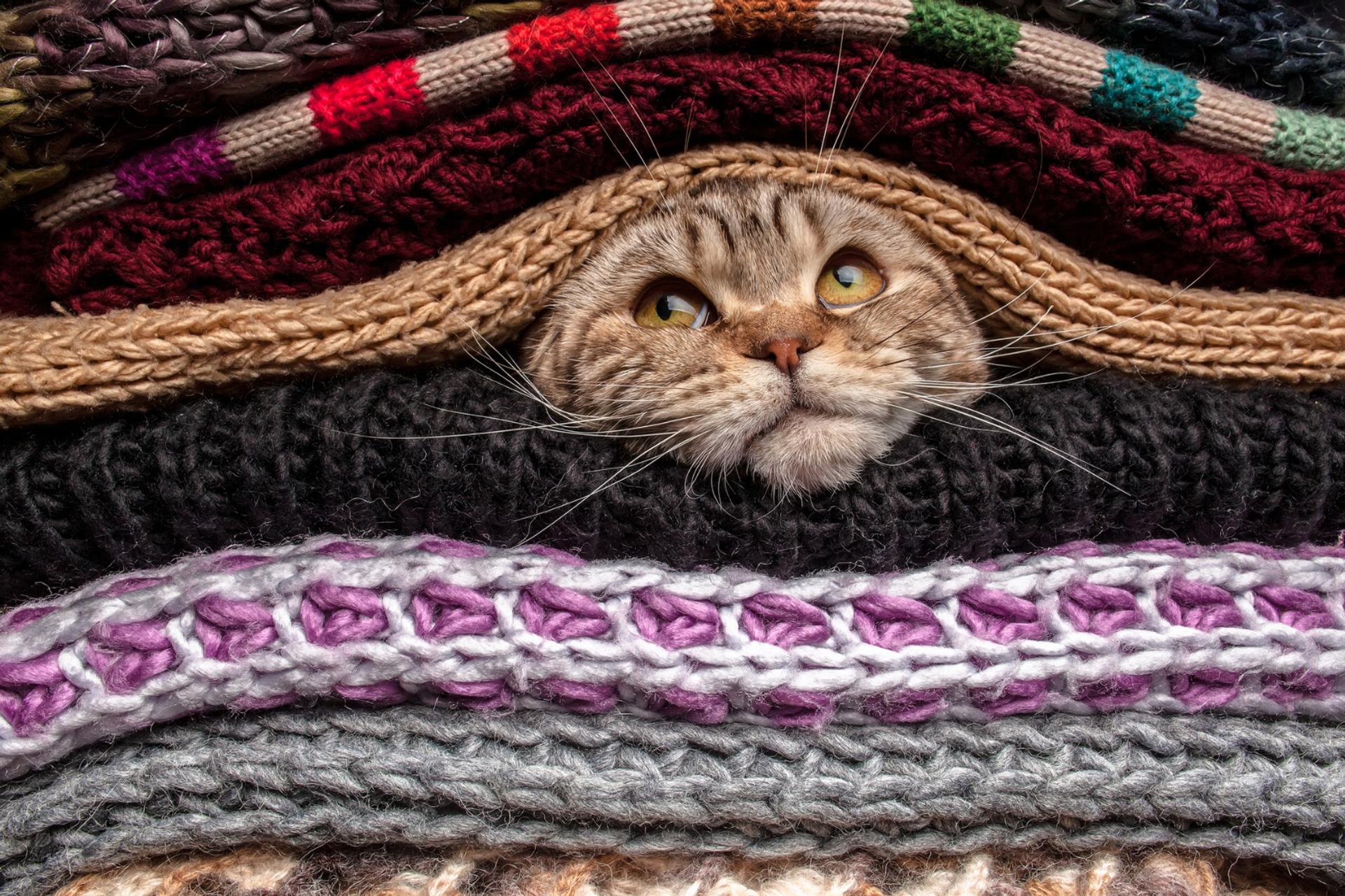 À quelle température votre chat commence vraiment à souffrir du froid ?