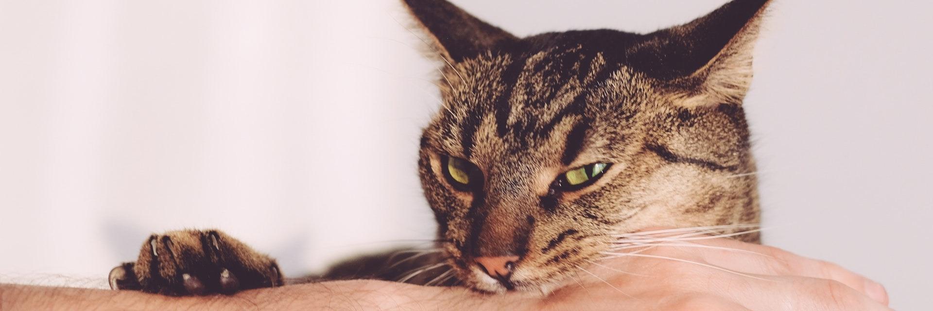 « Morsures d’amour », queue qui fouette : ce que votre chat essaie réellement de vous dire