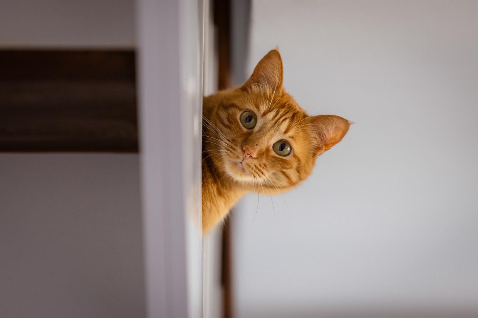 Votre Chat Vous Espionne M me Quand Il Ne Vous Voit Pas Votre Chat Vous Espionne M me Quand Il Ne Vous Voit Pas