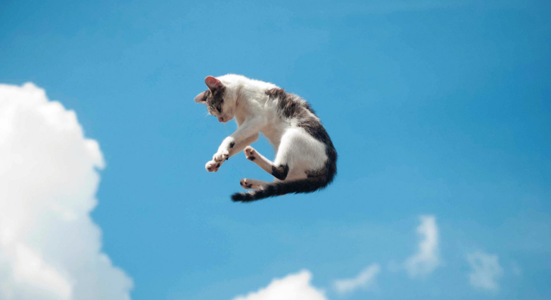 Contrairement à ce qu'on croit, les chats ne retombent pas toujours sur leurs pattes : voici pourquoi