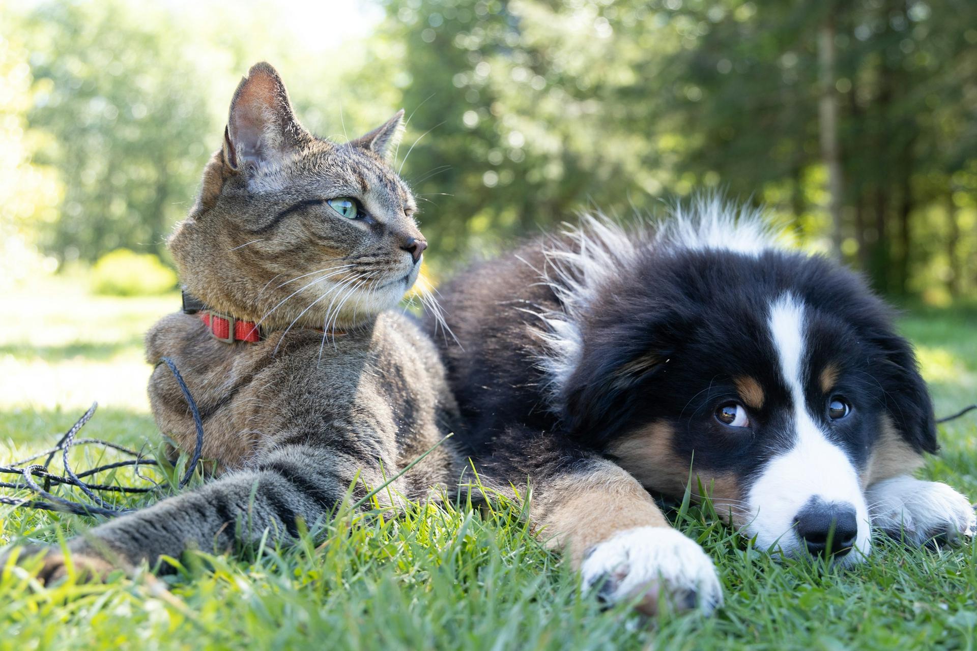 Chiens et chats accélèrent la dispersion d’un ver invasif dans les jardins