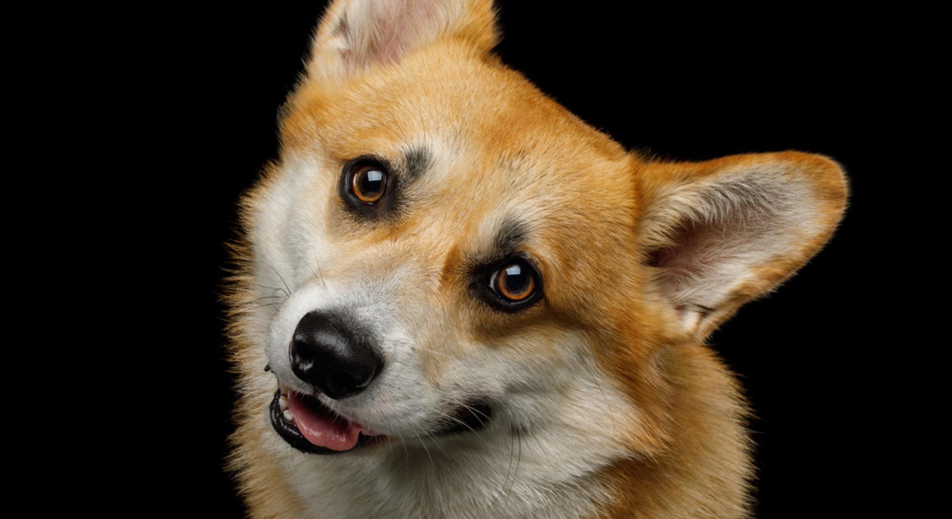 Pourquoi les chiens inclinent-ils la tête quand on leur parle ?