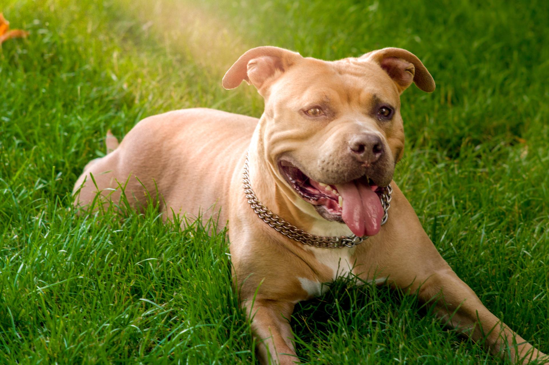 Un vaccin sur mesure pour une chienne condamnée : une avancée prometteuse