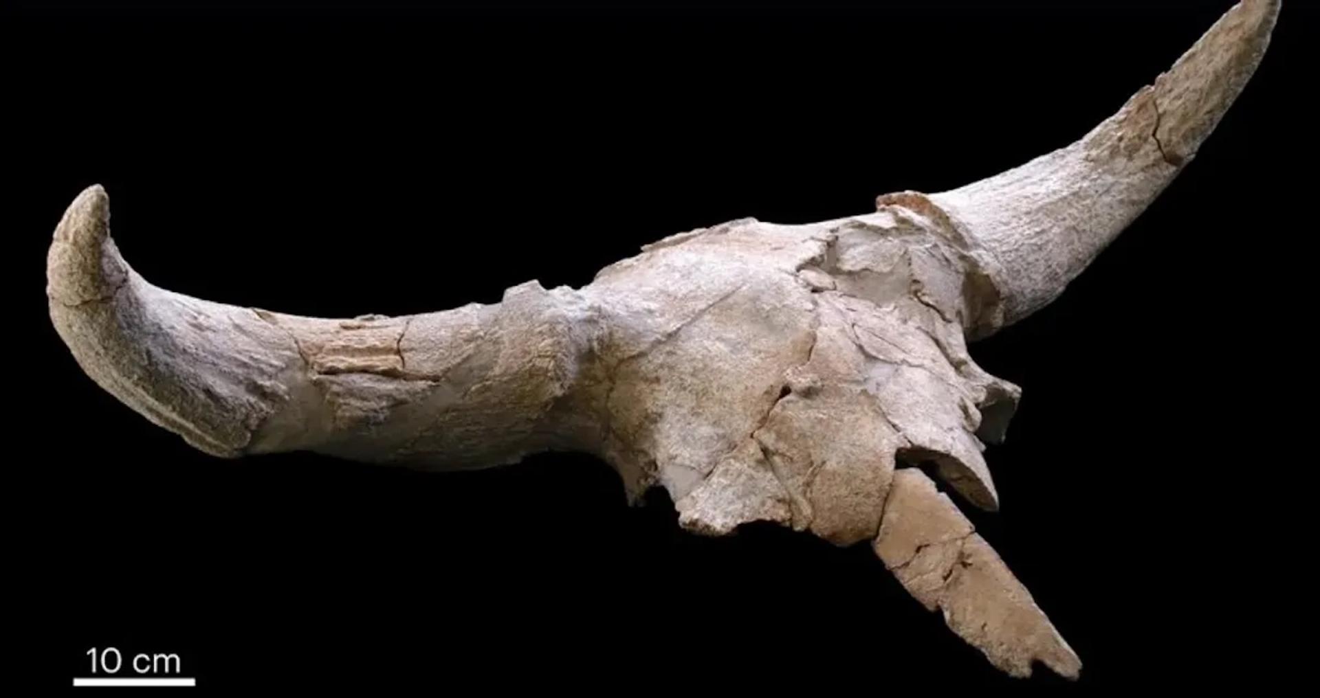 Pourquoi des Néandertaliens ont-ils accumulé des crânes d’animaux dans cette grotte pendant des générations