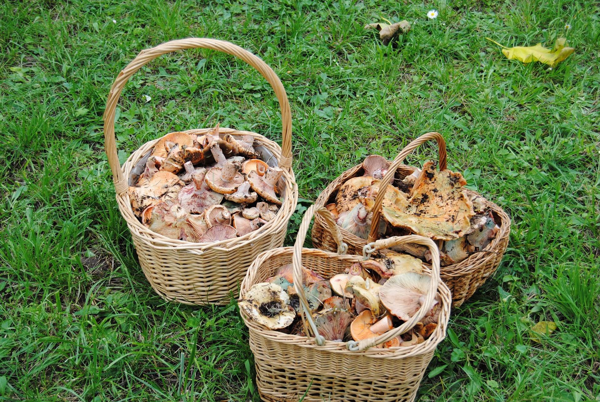 Vous pensez avoir mangé un champignon toxique ? Voici ce qu’il faut faire immédiatement