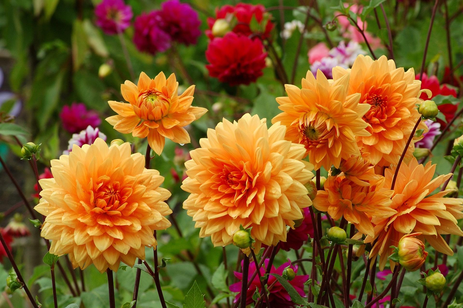 Comment planter des tubercules de dahlias en pot — free download