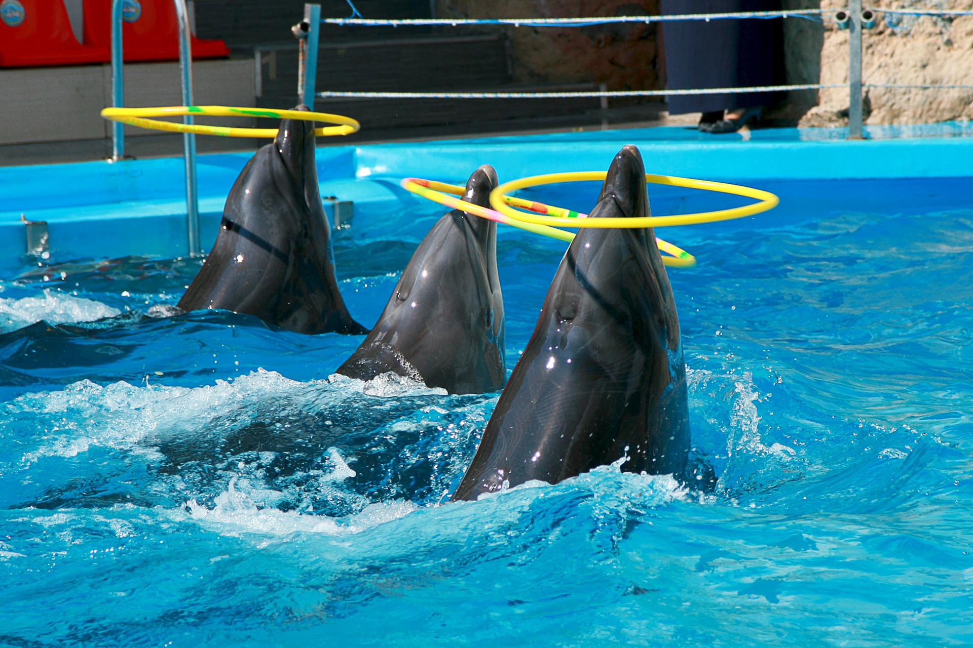 Ce qui attend vraiment les dauphins et orques de Marineland va vous glacer le sang !