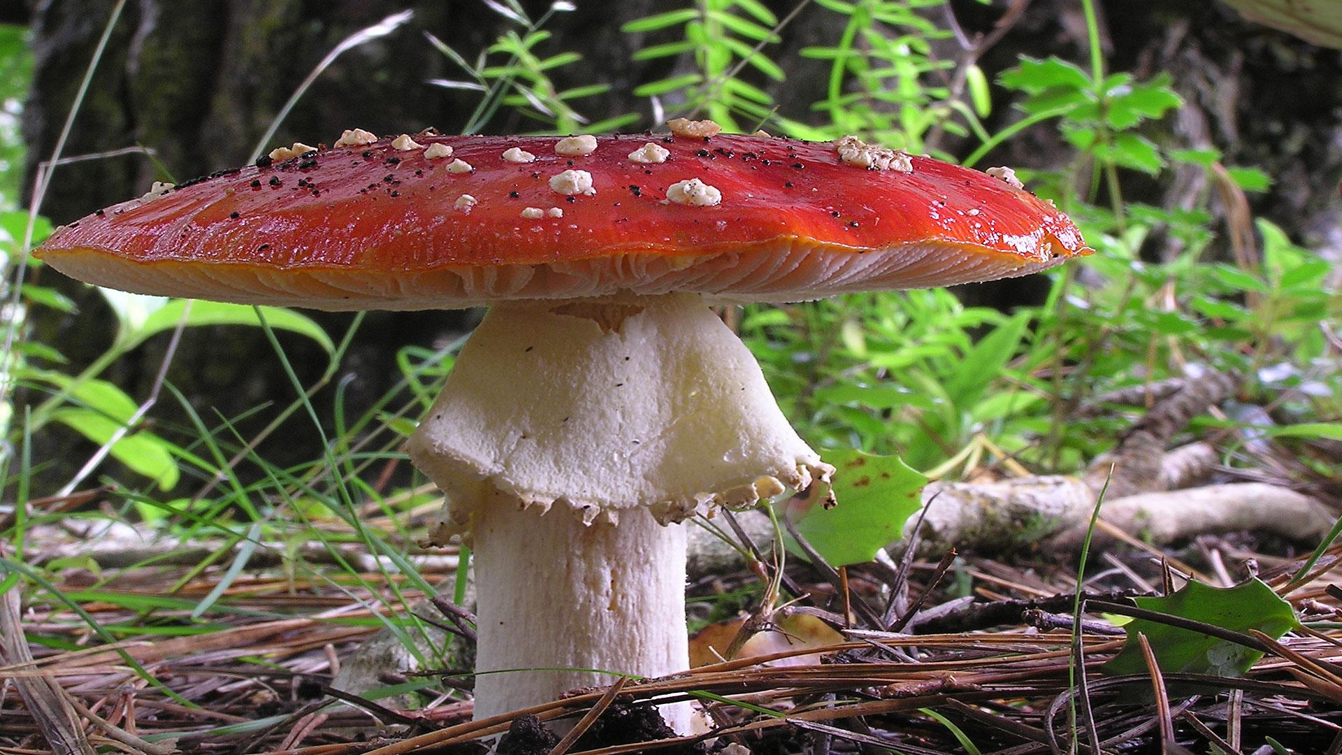 Au pays des champignons