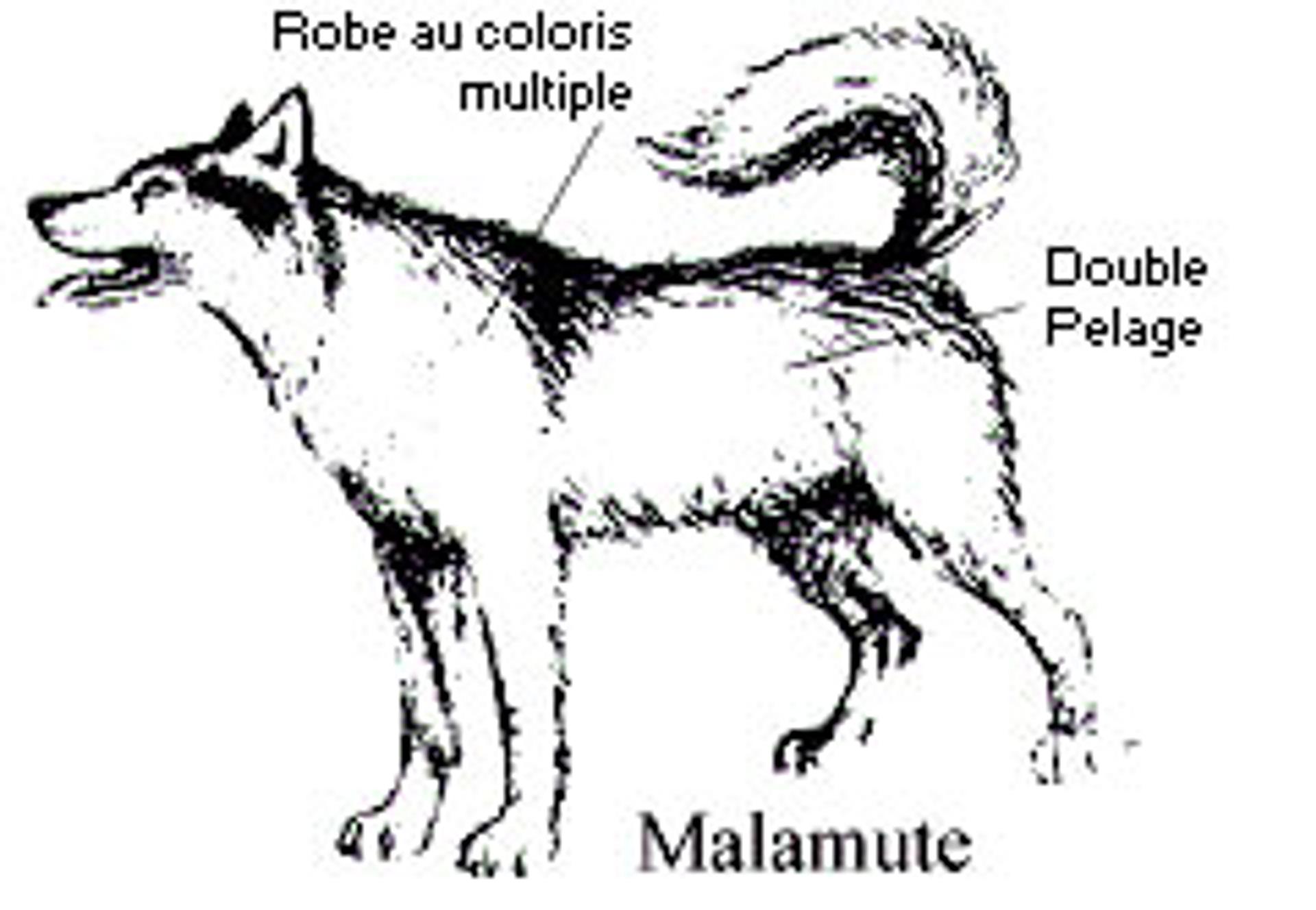 Les cinq races de chiens de traineaux, image size:1920x1328