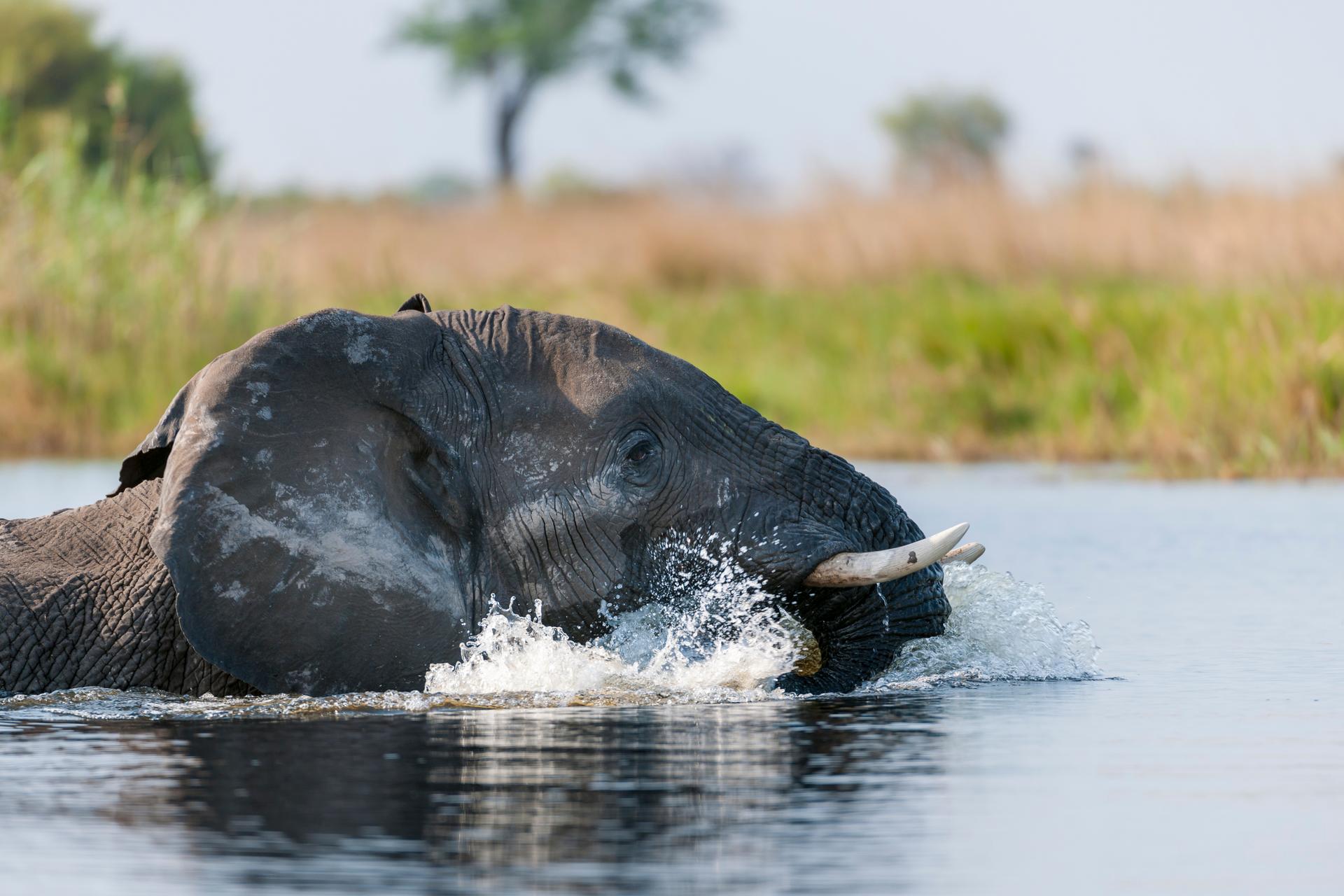 Une grande réserve animale d'Afrique frappée par un déluge sans précédent : les images sont impressionnantes