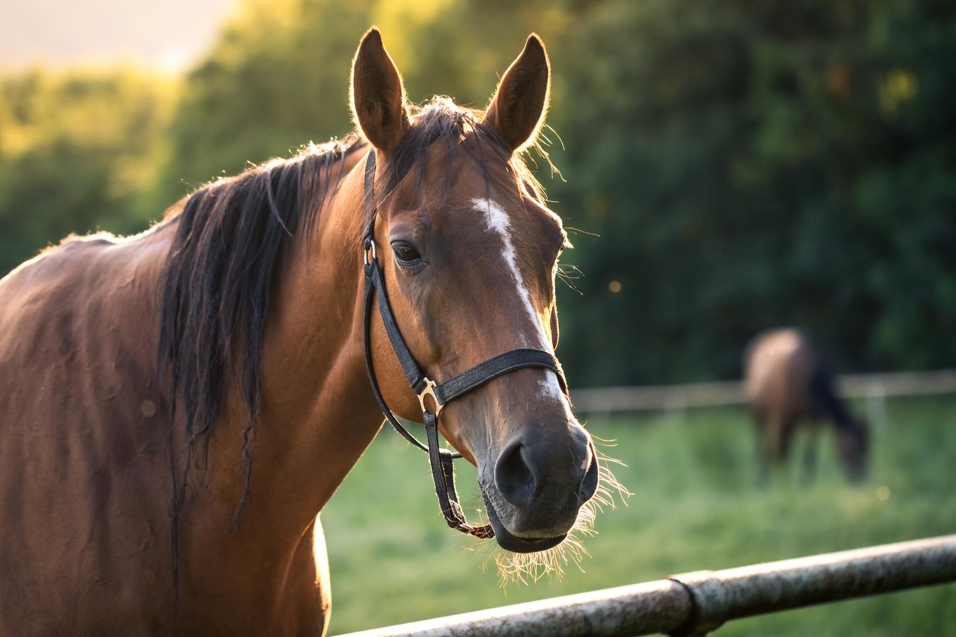 Cheuval Combien de temps vit un cheval ? Quelle est son espérance de vie