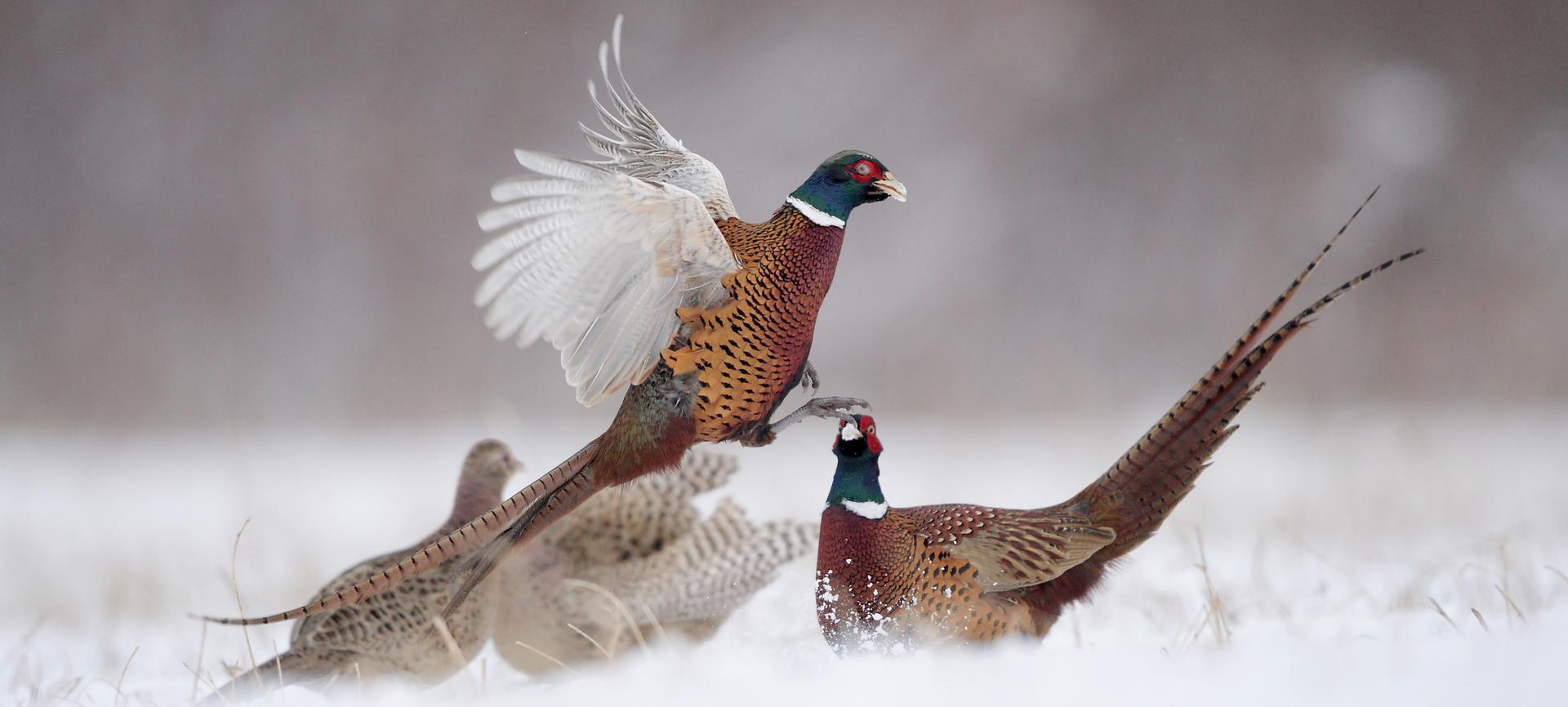 Quels sont les animaux les plus chassés en France ?, image size:1920x866