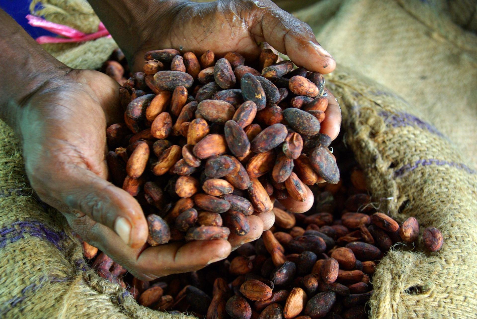 Campagne cacao 2026-2027 : la Côte d’Ivoire veut transformer davantage de fèves sur son territoire