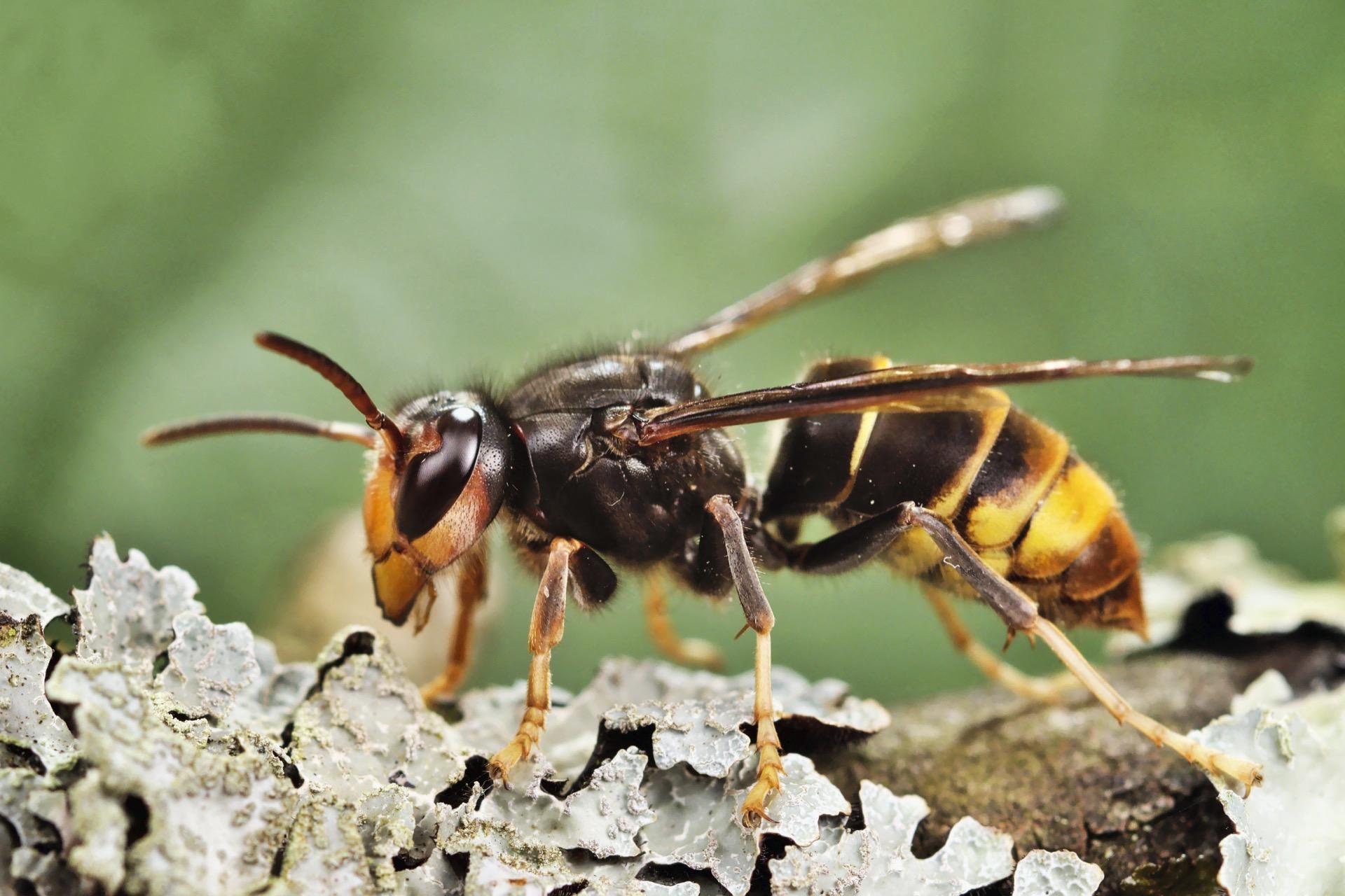 Leurre Frelon à Appât SALMO Hornet - 3,5 Cm / 2,6 G - Coléoptère - Coulant