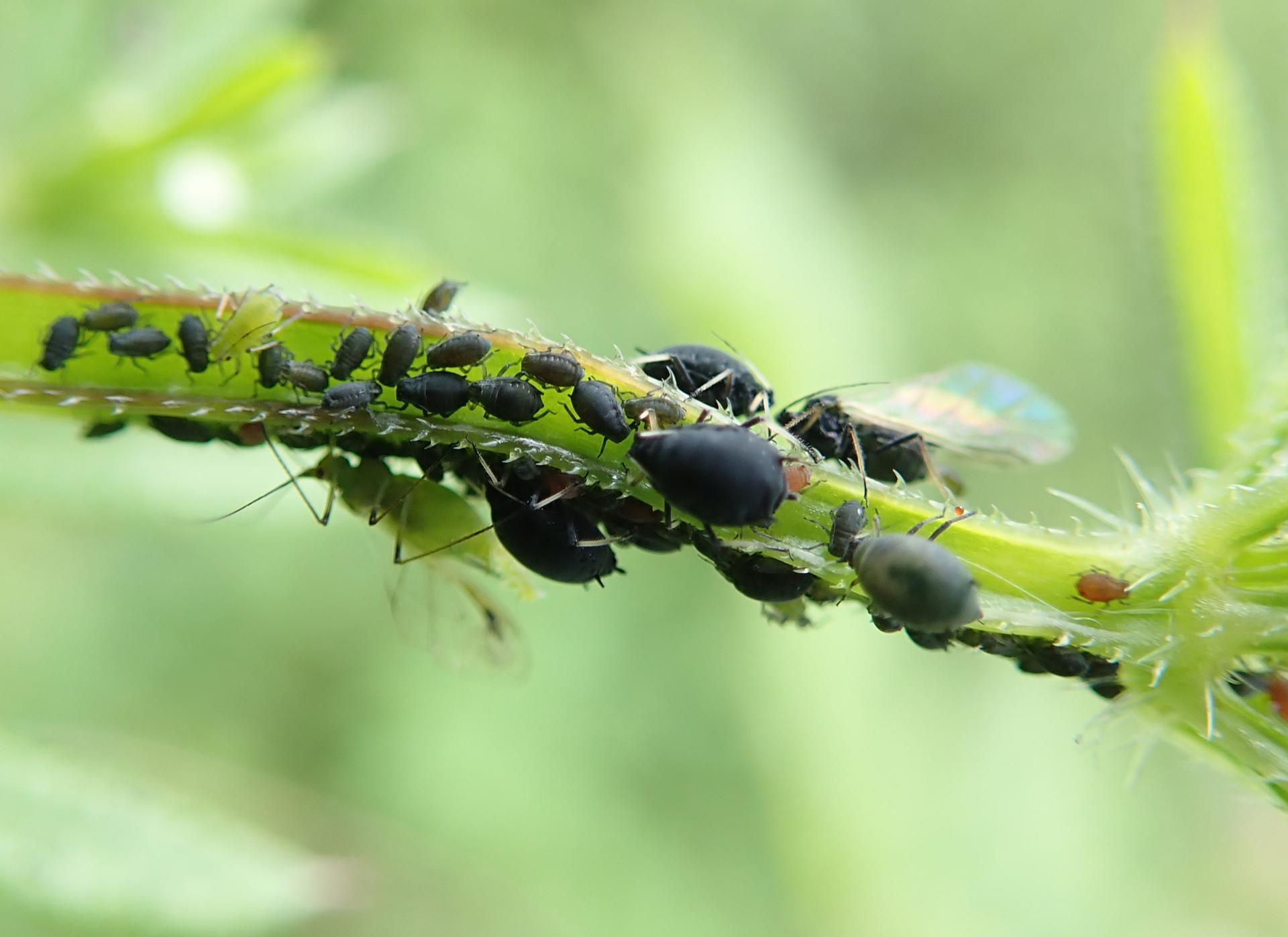 Pucerelles Insectes Définition | Puceron : qu'est-ce que c'est ? | Futura planète