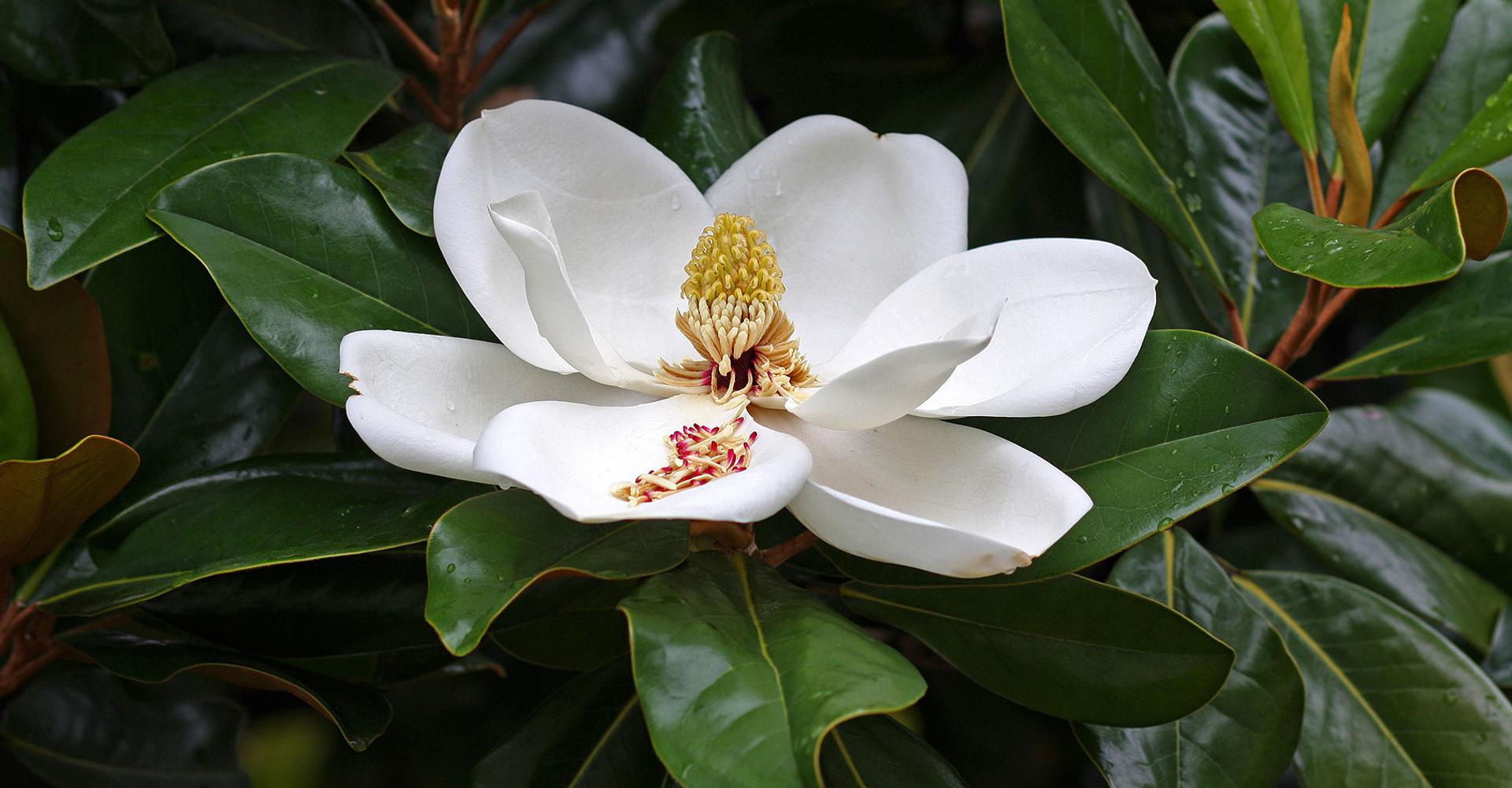 Définition | Magnolia à grandes fleurs : qu'est-ce que c'est ? | Futura  planète, image size:1920x1000