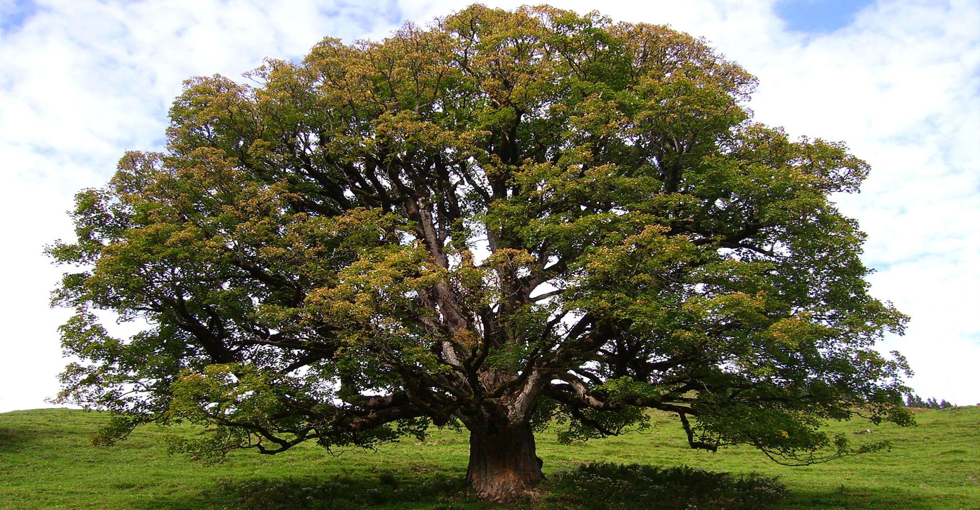 Définition | Sycomore : qu'est-ce que c'est ? | Futura planète, image size:1920x1000