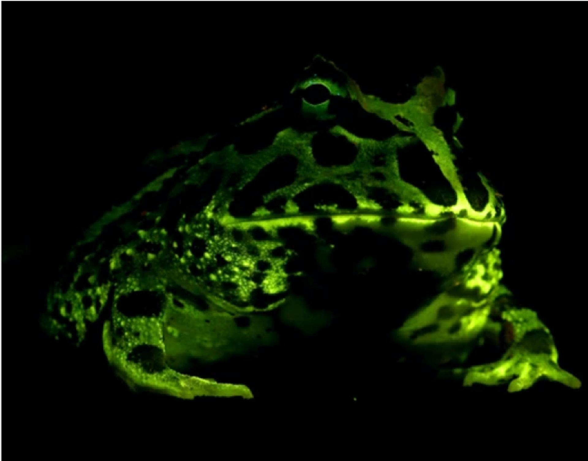 Les animaux ver… | Free Interactive Worksheets | 997470, image size:1920x1505