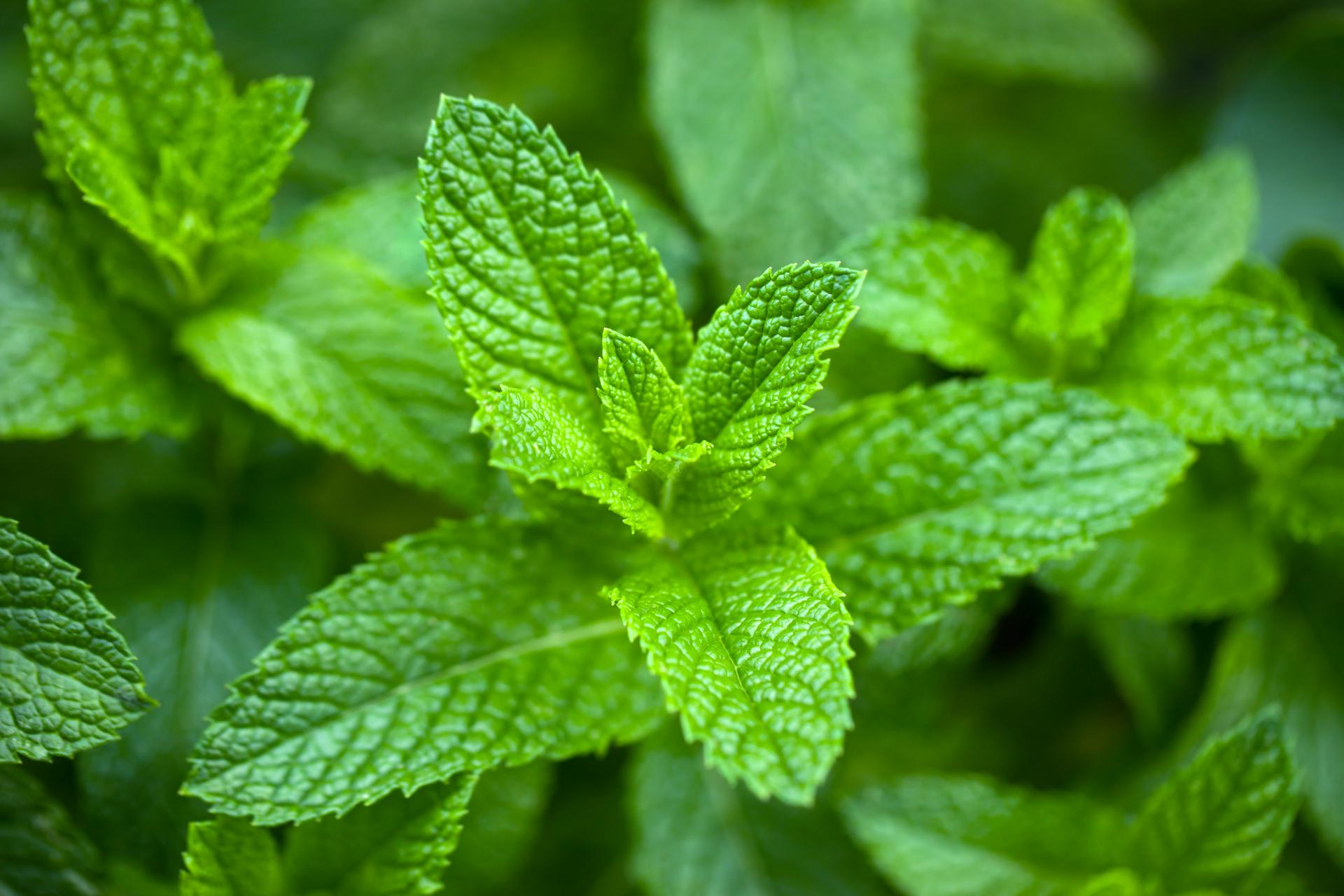 Top 5 des herbes aromatiques increvables qui repoussent d'une année sur l'autre sans effort