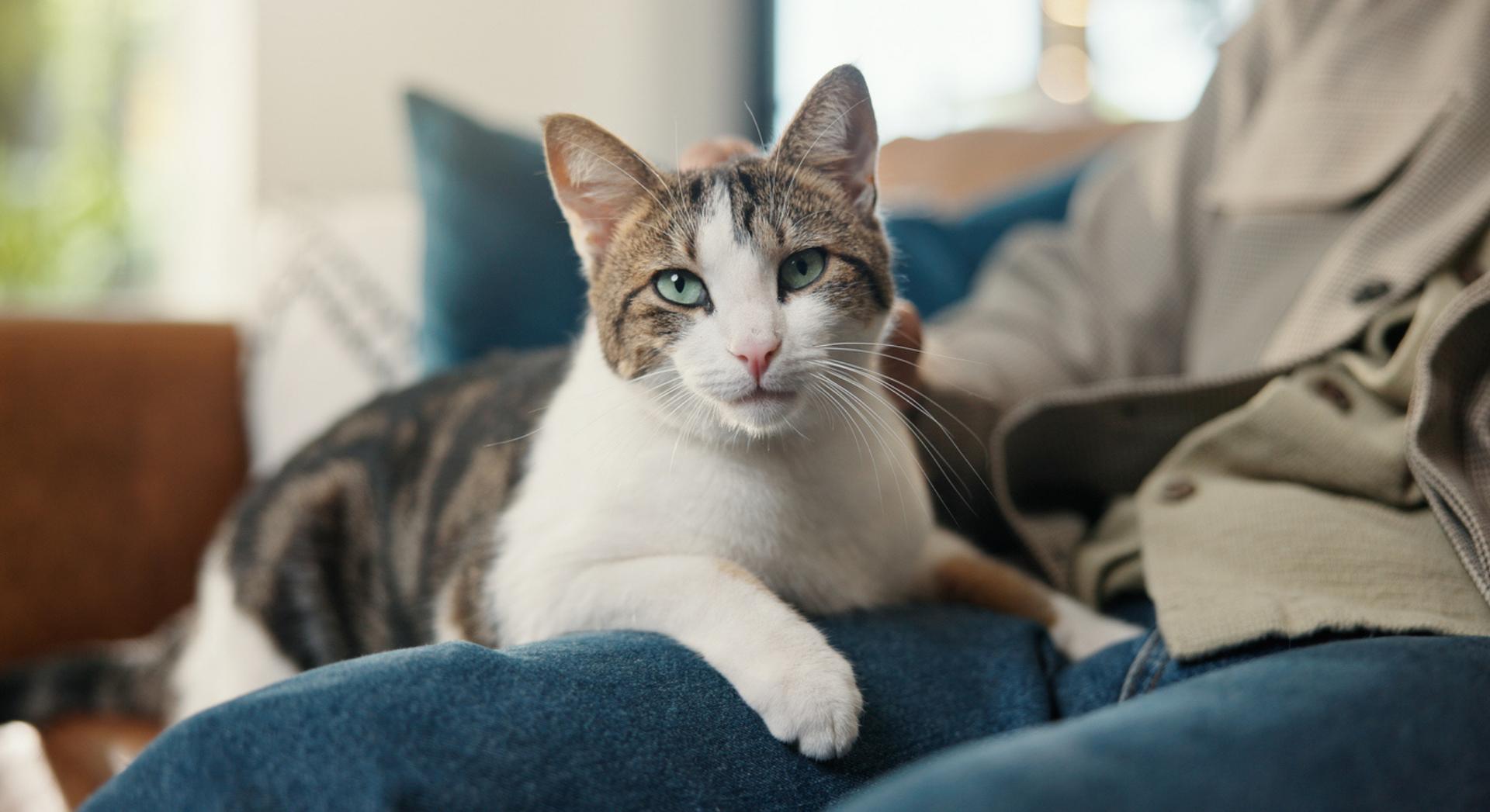 Votre chat pourrait-il vous transmettre ce dangereux champignon ? Les experts tirent la sonnette d'alarme