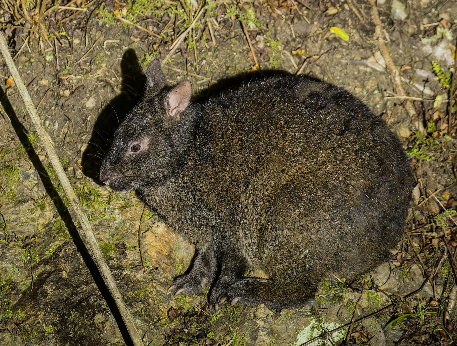 On pensait ce lapin disparu depuis des millions d’années, il est pourtant bien réel !