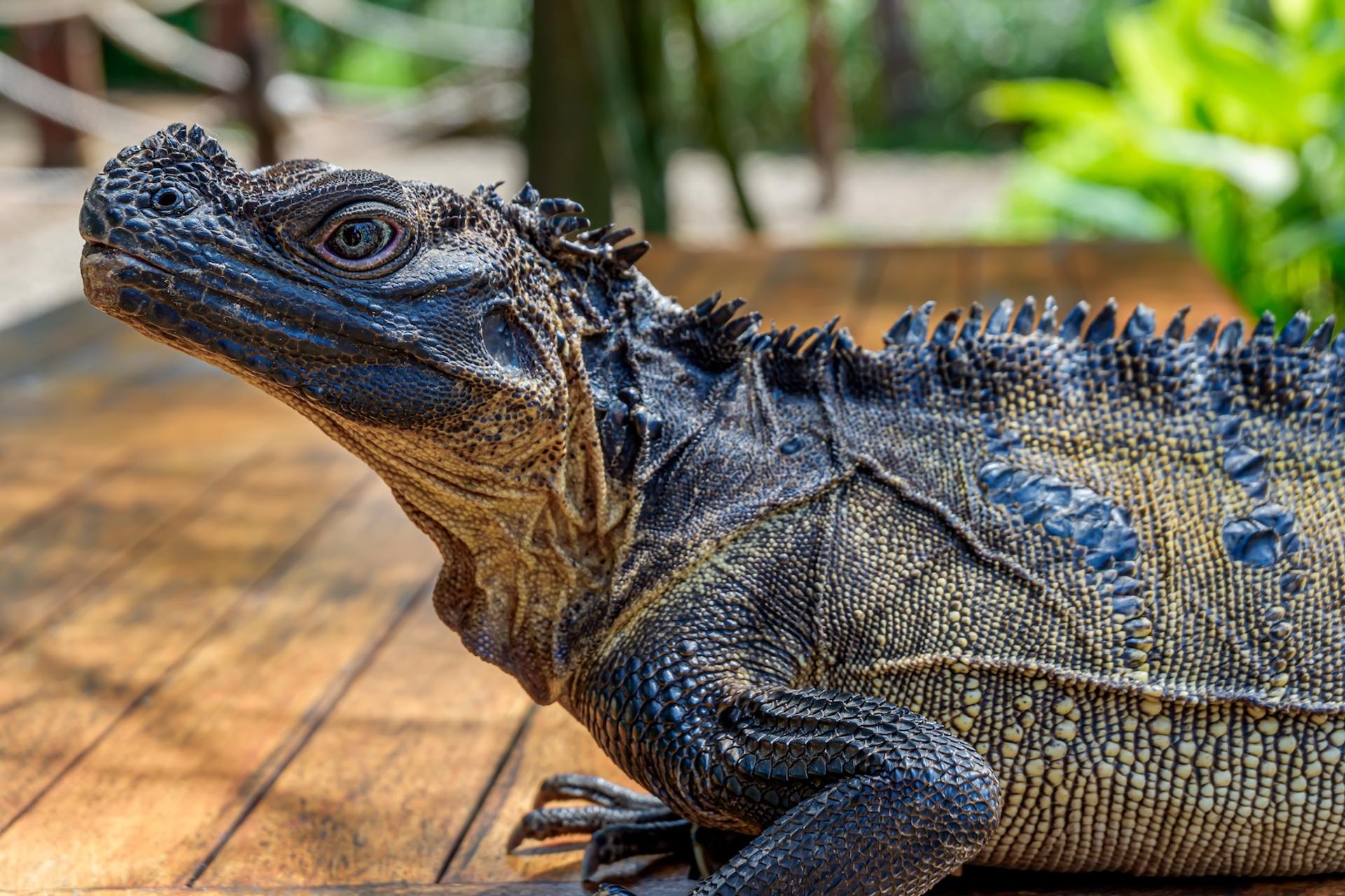 Ils courent sur l’eau et portent une voile dorsale : ces lézards semblent échappés du Jurassique !
