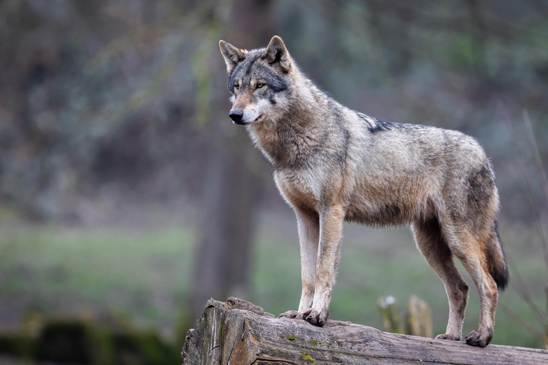 Et si les loups savaient utiliser des outils ? Ce comportement met à l’épreuve notre définition de l’intelligence animale