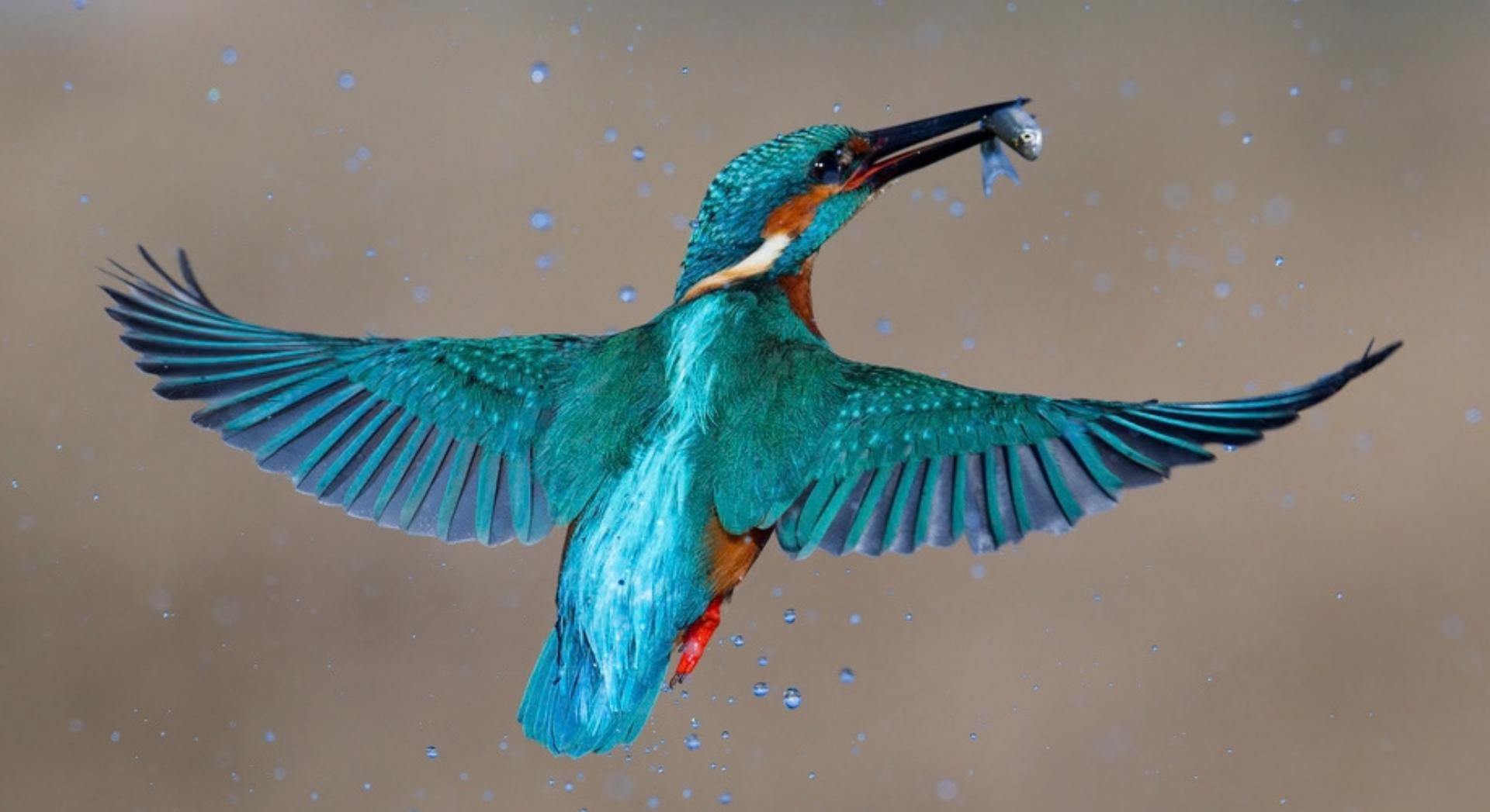 Ce petit oiseau aquatique fuit le froid : voici où le trouver cet hiver