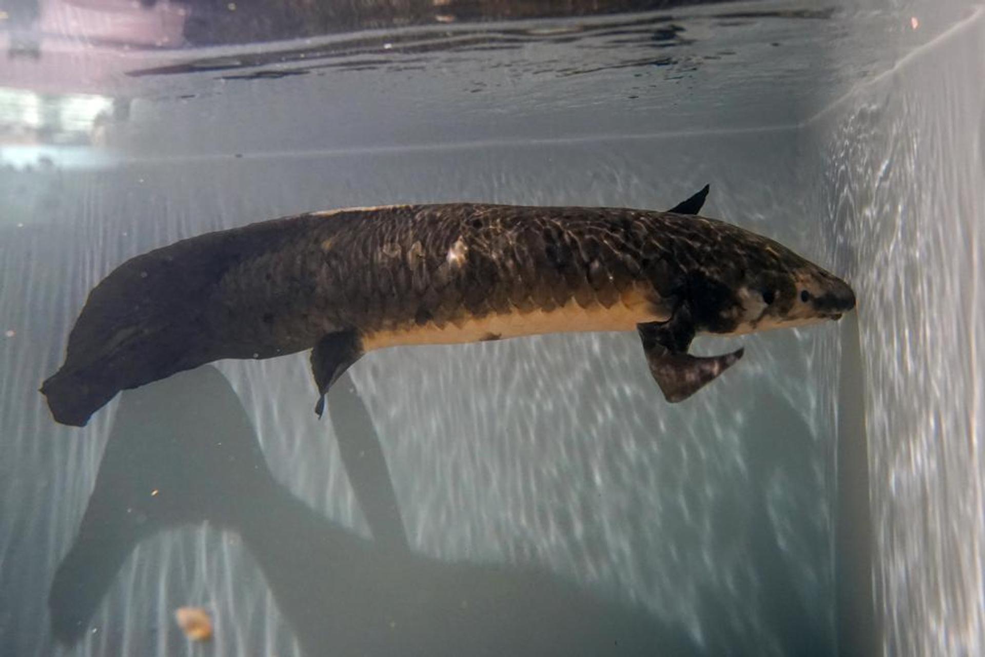 tranget Du Vivant Le Plus Vieux Poisson D aquarium Du Monde F te tranget-du-vivant-le-plus-vieux-poisson-d-aquarium-du-monde-f-te