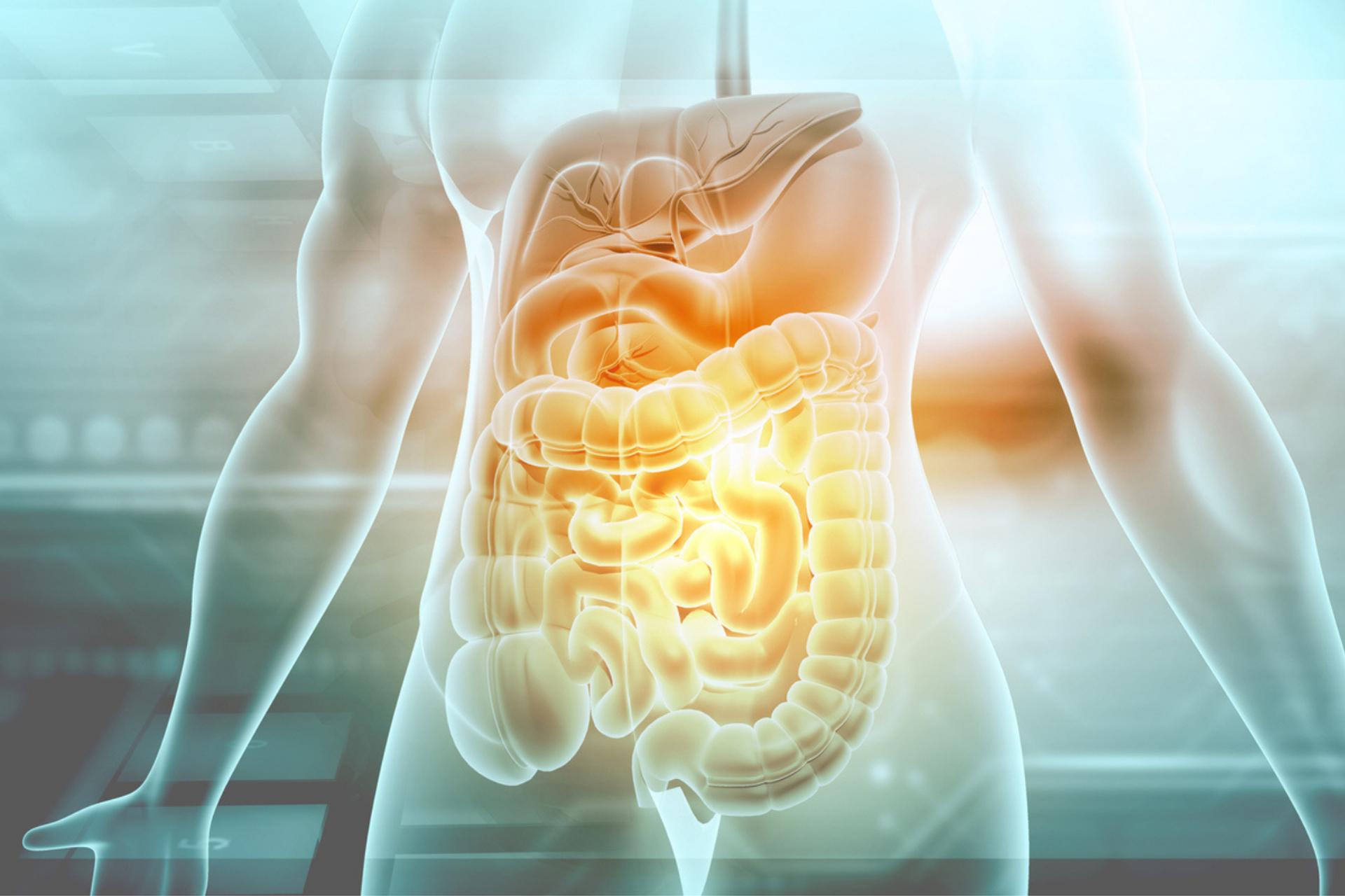 « On ne s’y attendait pas » : des bactéries intestinales face à la maladie d’Alzheimer