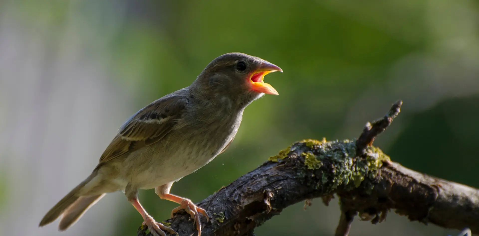 C’est sous nos yeux : la LPO alerte sur les oiseaux qui suffoquent et les gestes pour les sauver et faire toute la différence