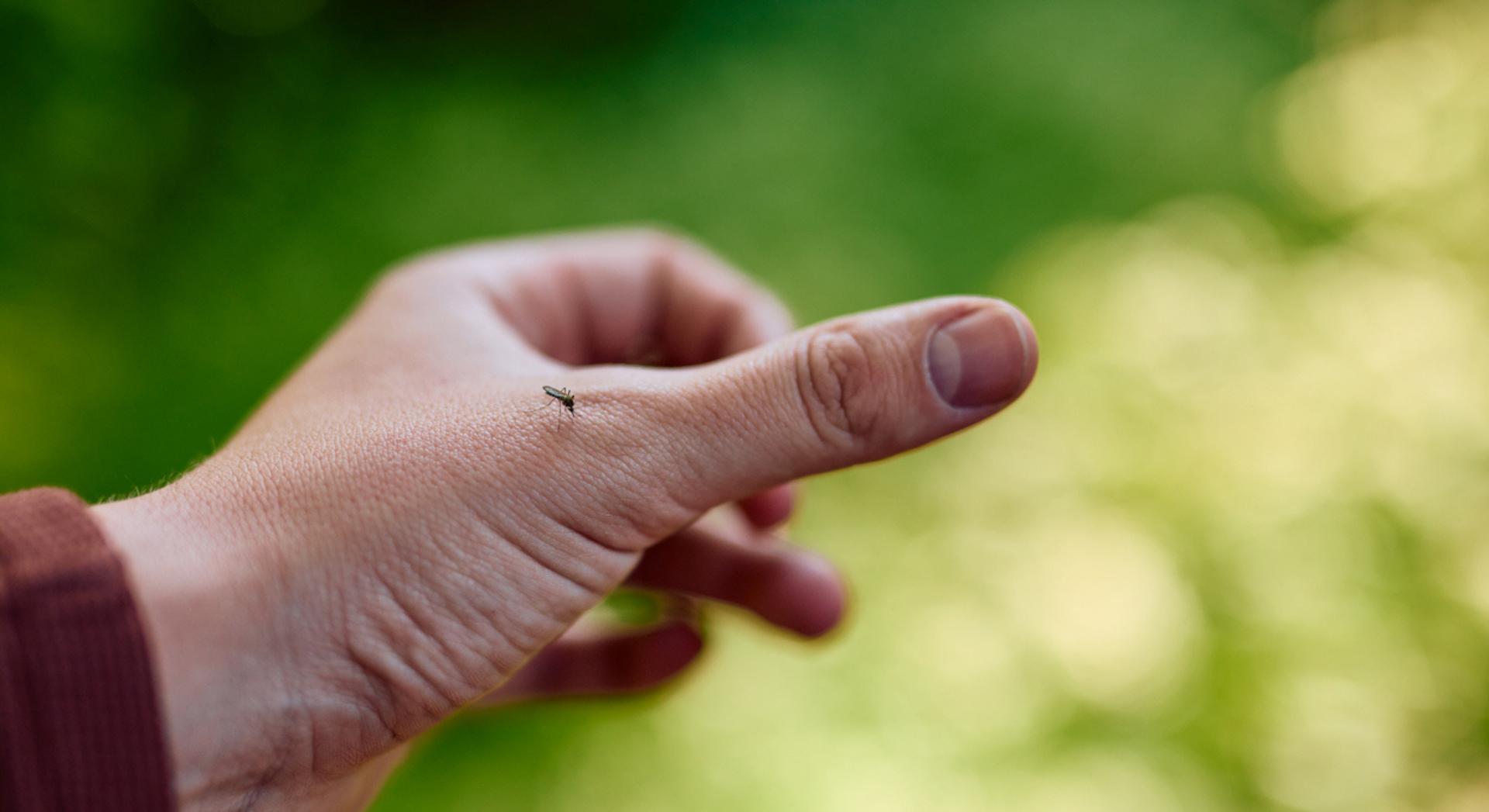 Voici pourquoi les moustiques vous piquent plus que votre voisin, et ce n'est pas votre sang