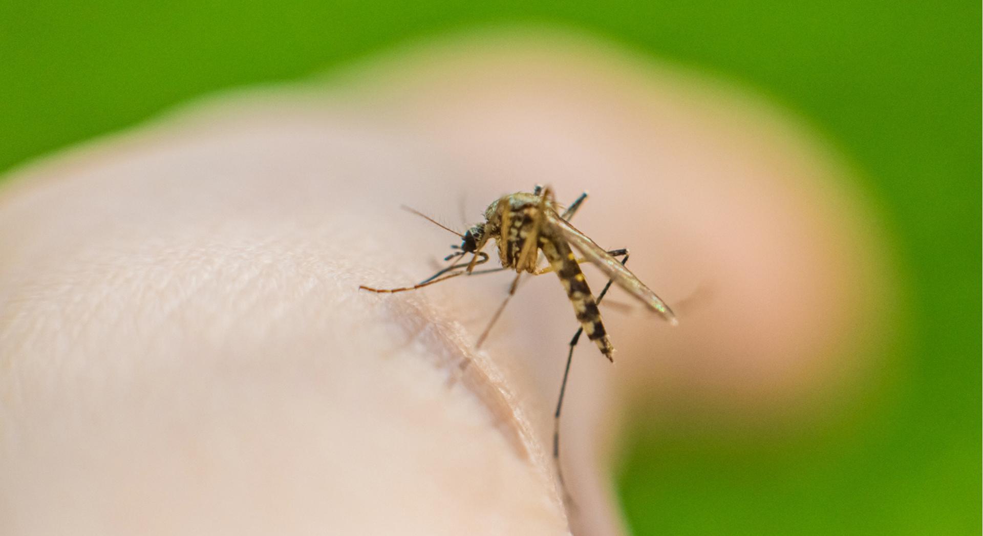 Moustiques : on sait enfin pourquoi ils piquent certaines personnes plus que d'autres