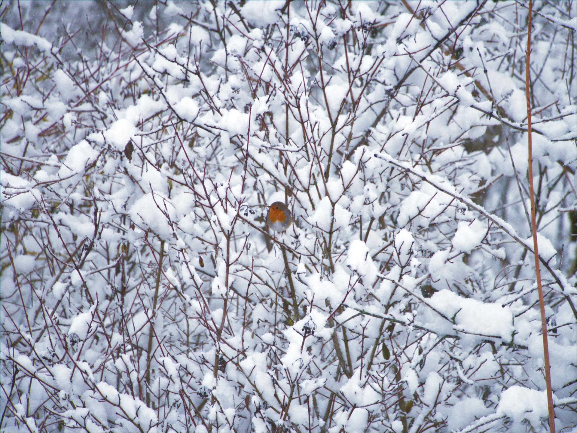 L’erreur la plus fréquente en hiver avec les oiseaux du jardin
