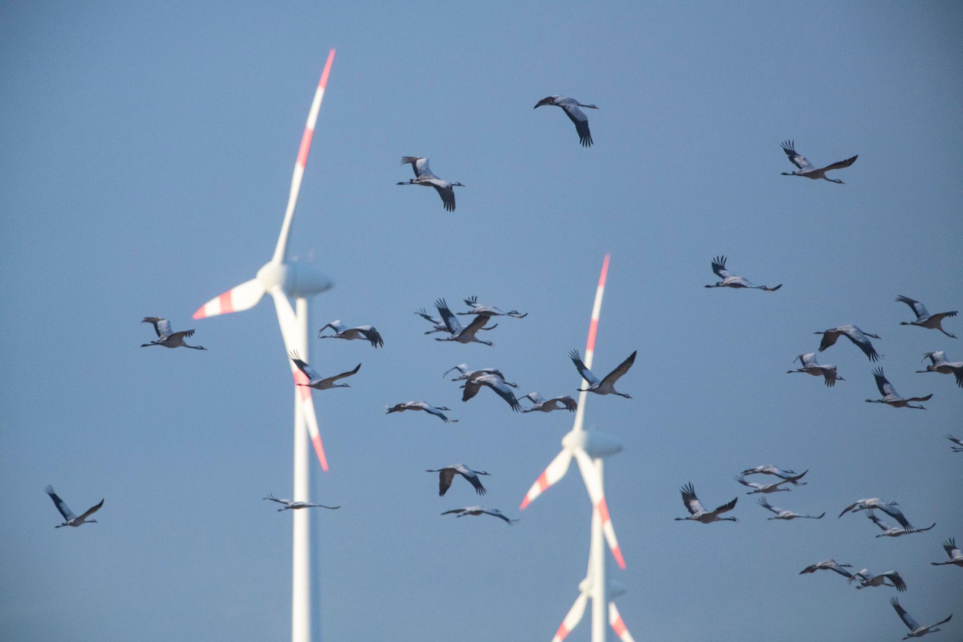 Des centaines d’oiseaux retrouvés morts : l'exploitant du parc d'éoliennes finit au tribunal
