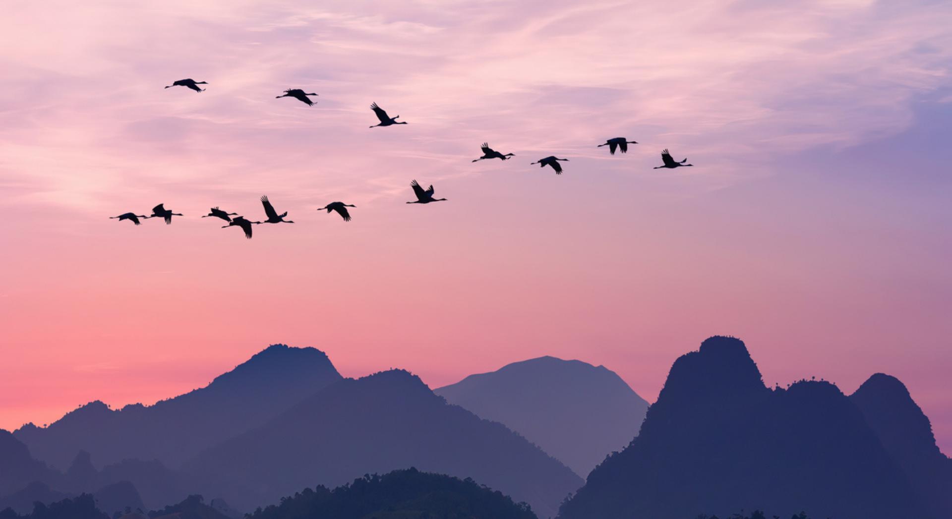 Voici comment les oiseaux migrateurs s'orientent sur des milliers de kilomètres sans jamais se tromper selon les scientifiques
