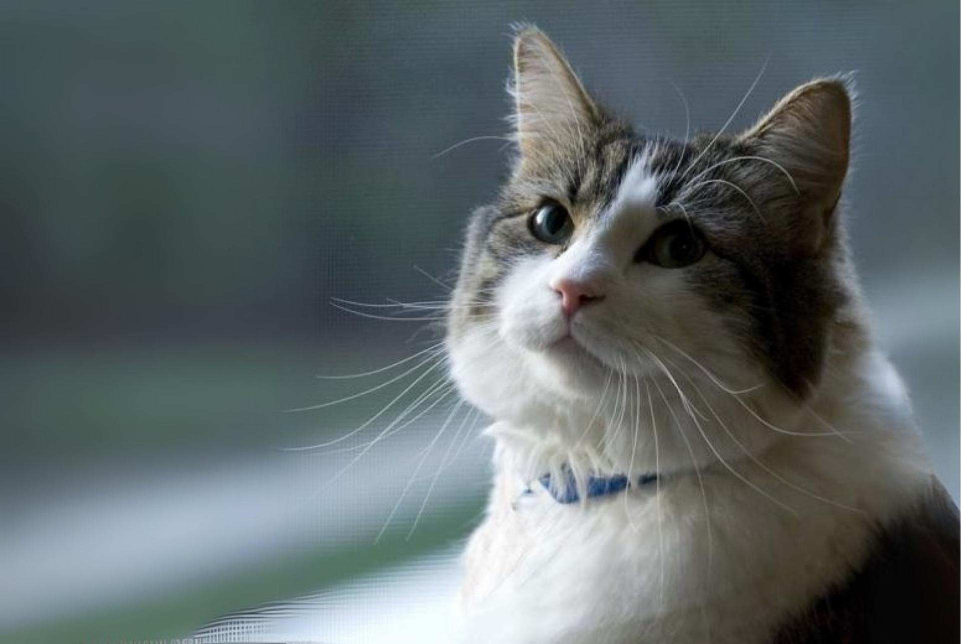 Oscar, le chat « messager » : il aurait prédit plus de 100 morts