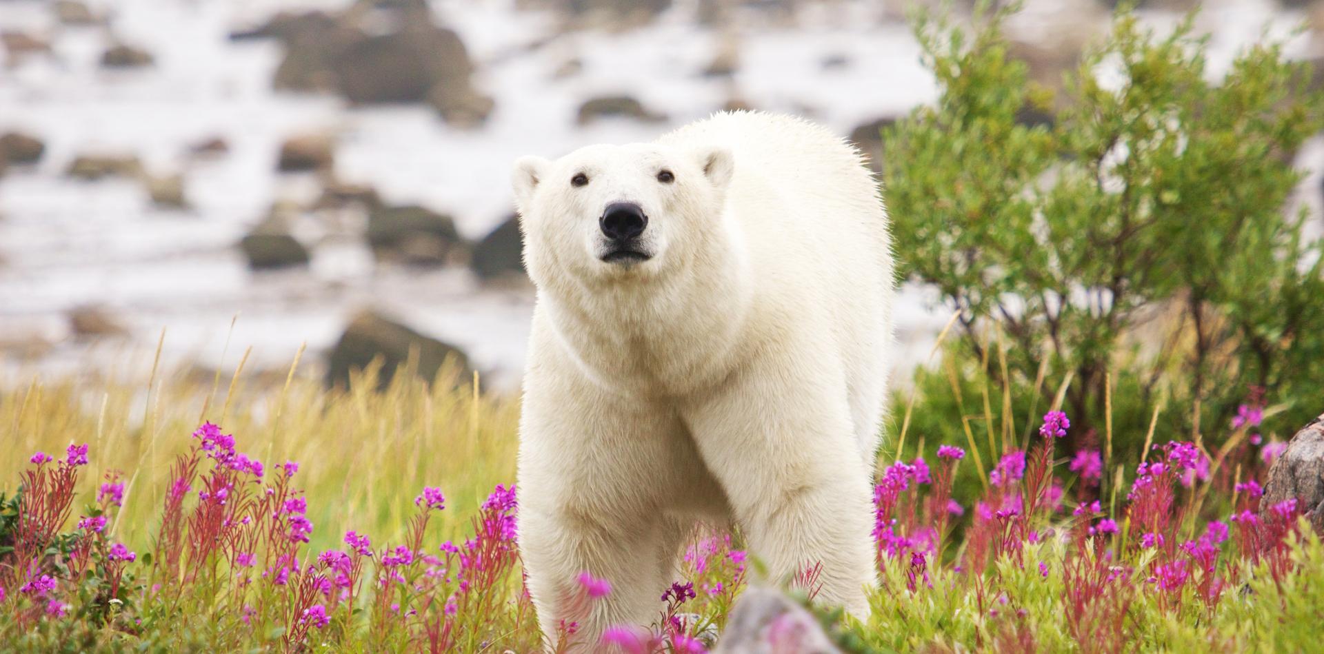 Des collines fleuries aux glaciers qui grondent : récit d’un été dans un Groenland en plein bouleversement