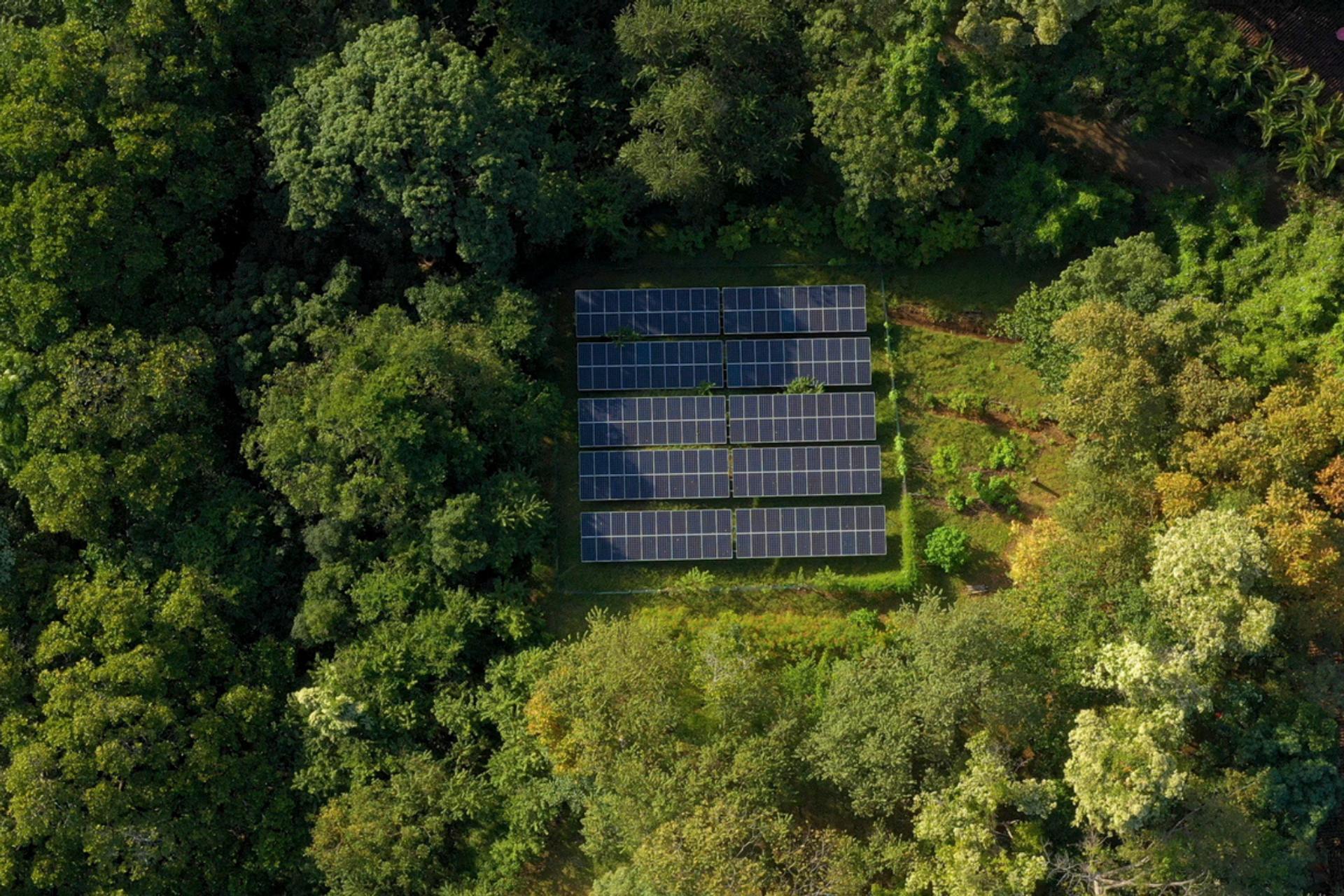 Raser 19 hectares de forêt pour du « vert » : la révolte contre ce parc solaire