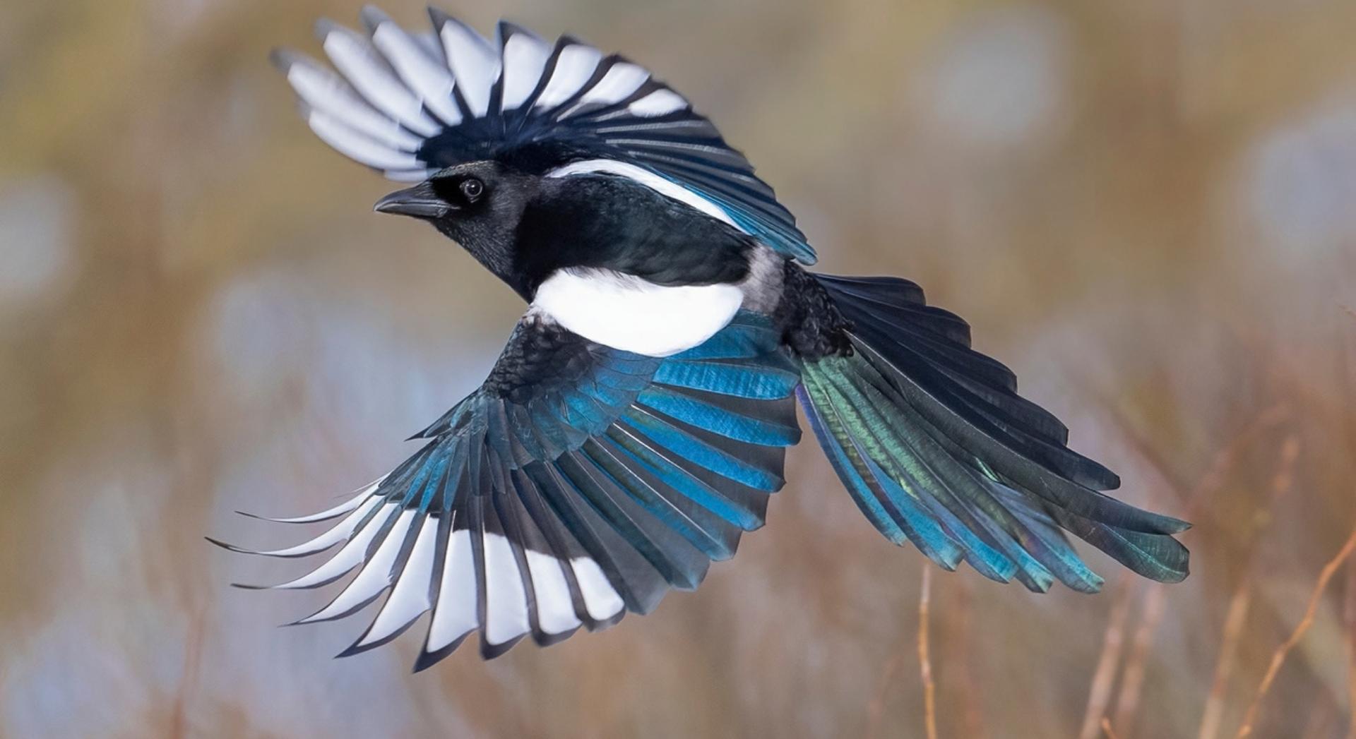 Voleur de bijoux, envahissant : voici pourquoi tout ce qu'on croit sur cet oiseau serait faux