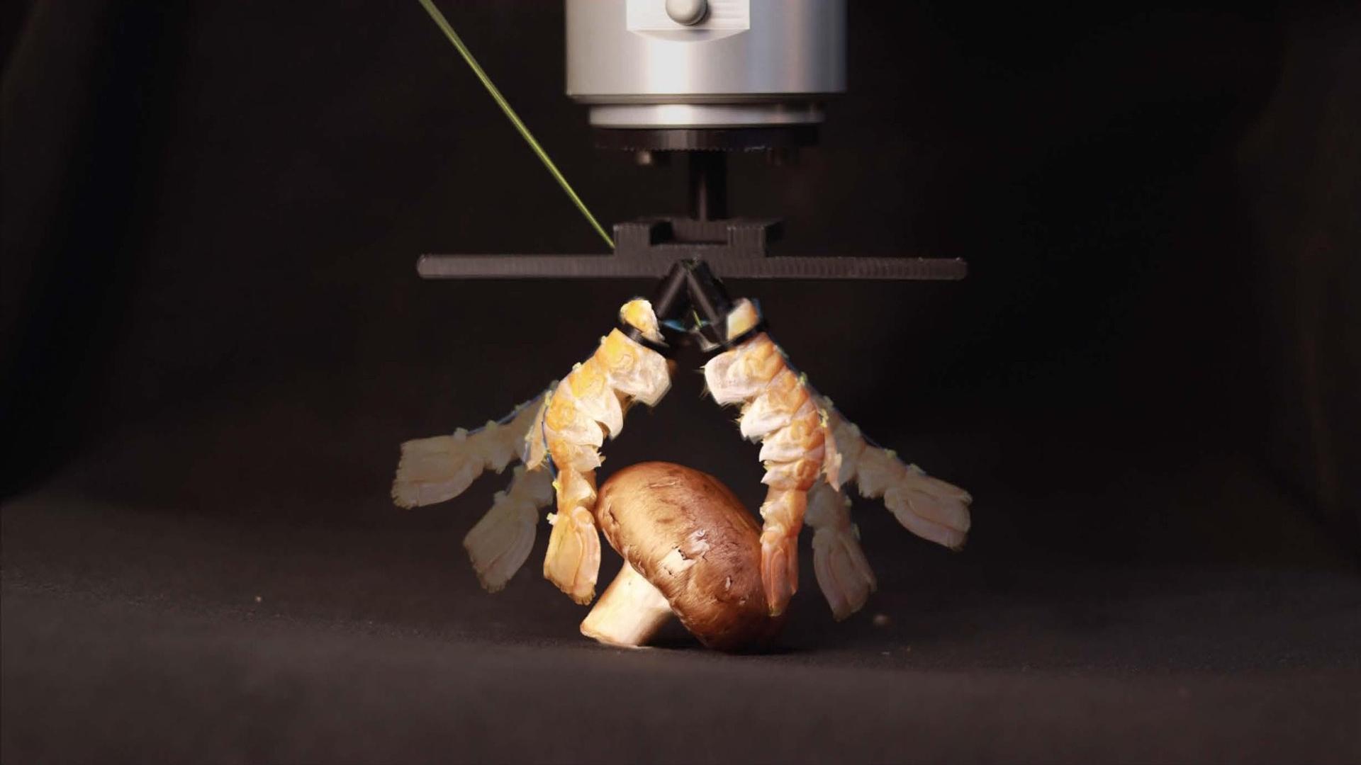 Des chercheurs ont créé une pince robotique avec des langoustines et ça marche mieux qu’une artificielle !
